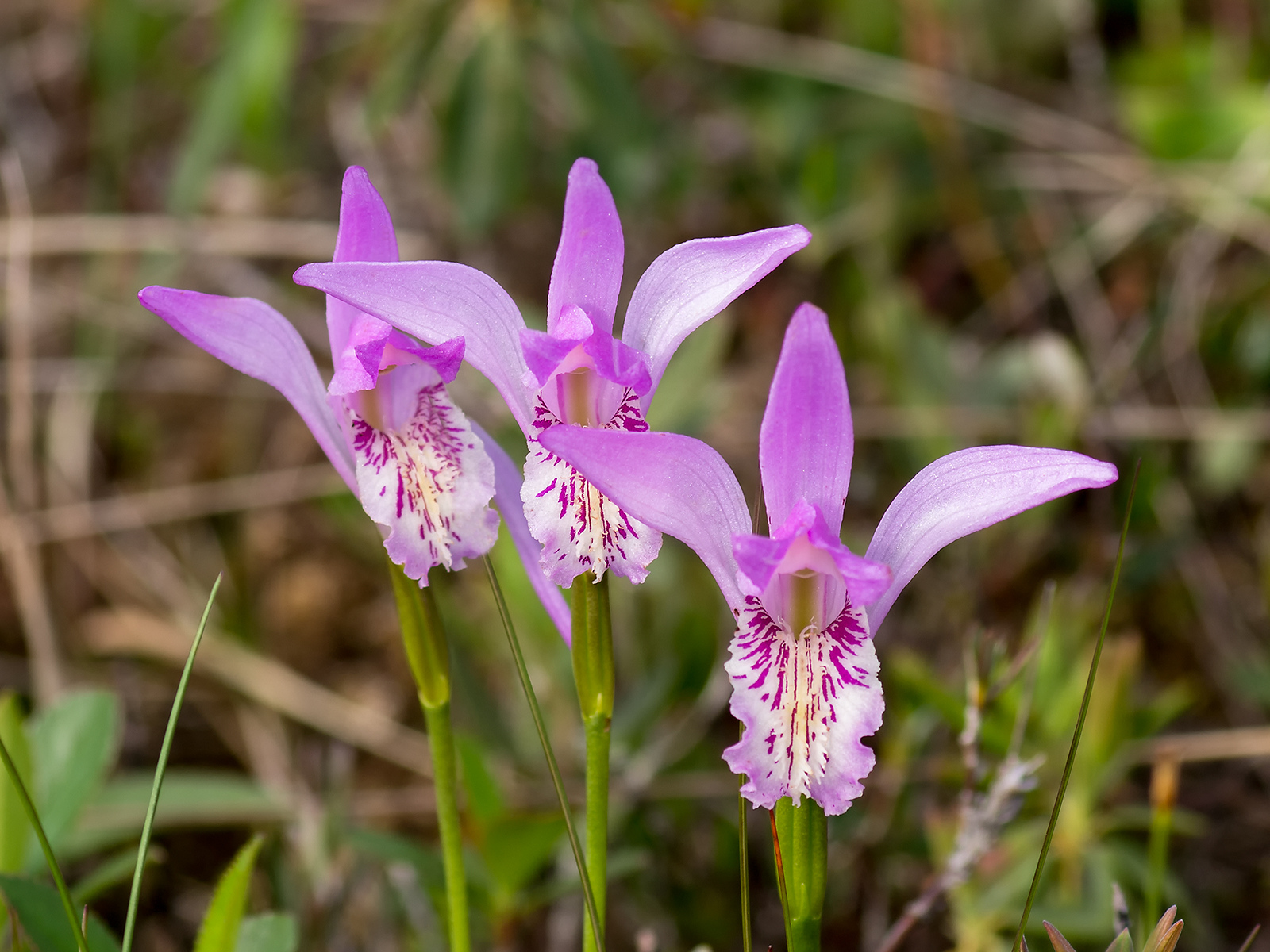 Upstate: Wild Orchids of Newfoundland