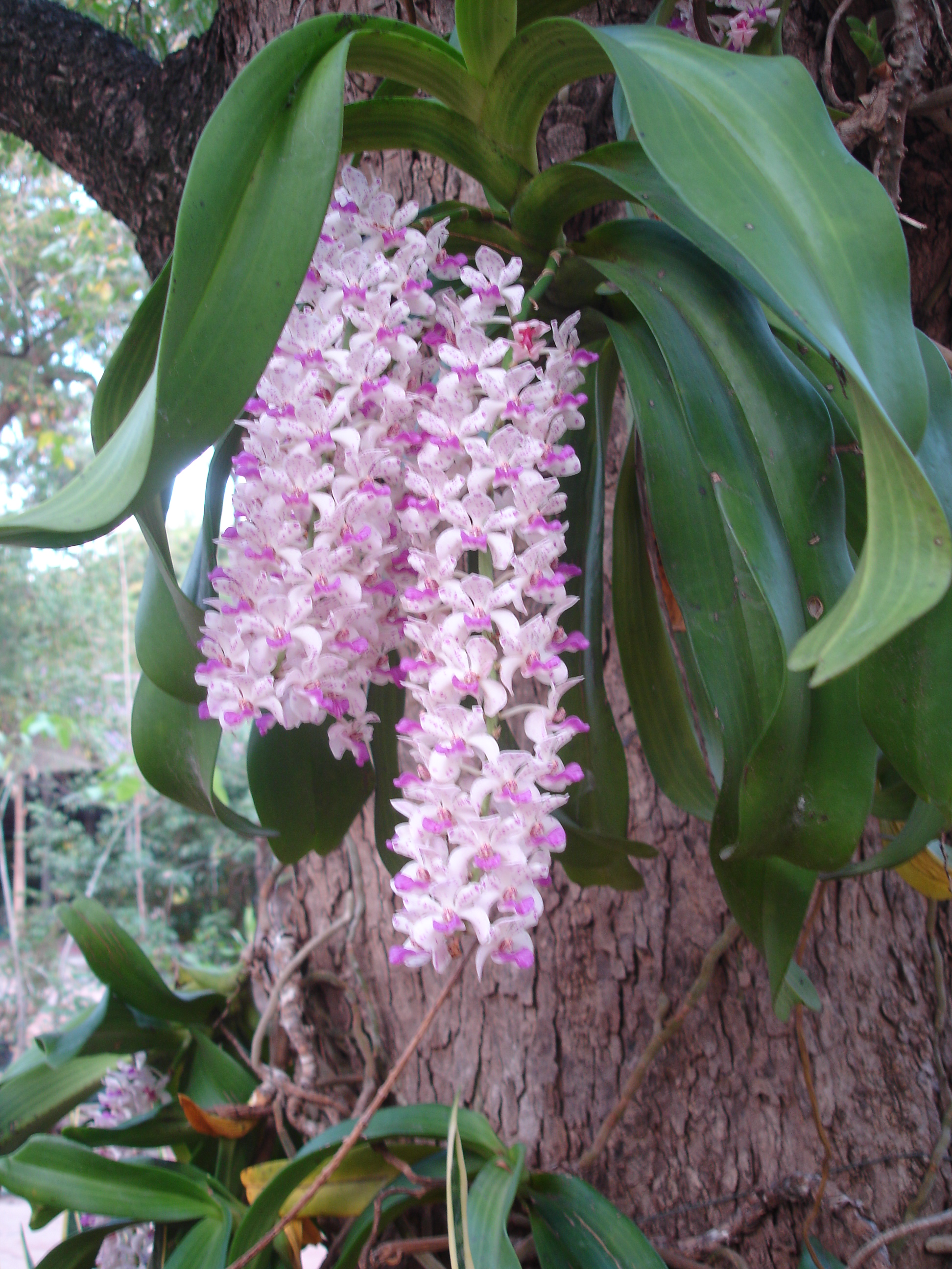 Life in Phana: Wild Orchid Conservation at a Thai Forest Monastery