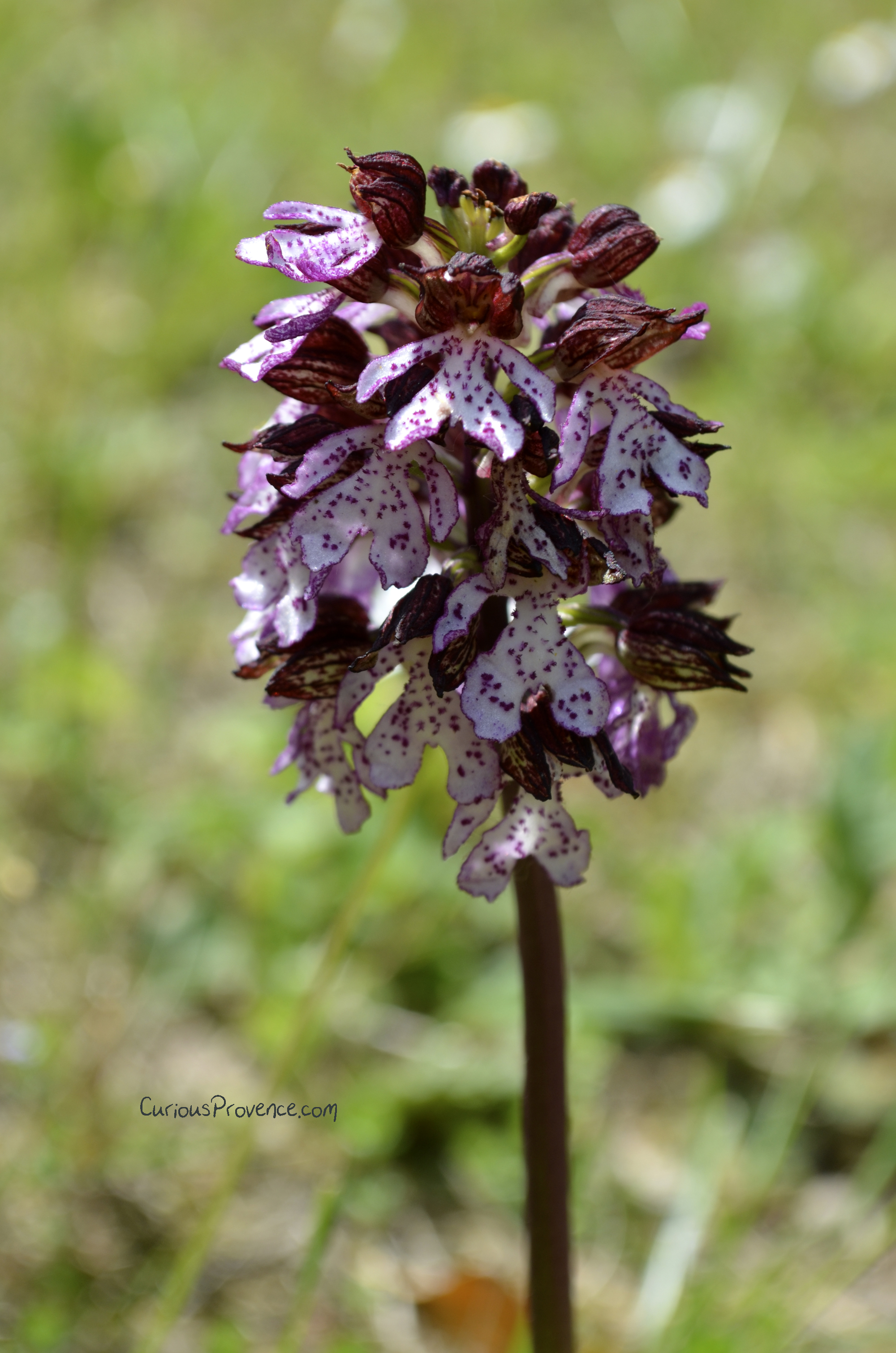 Wild Orchids in Provence - Curious Provence