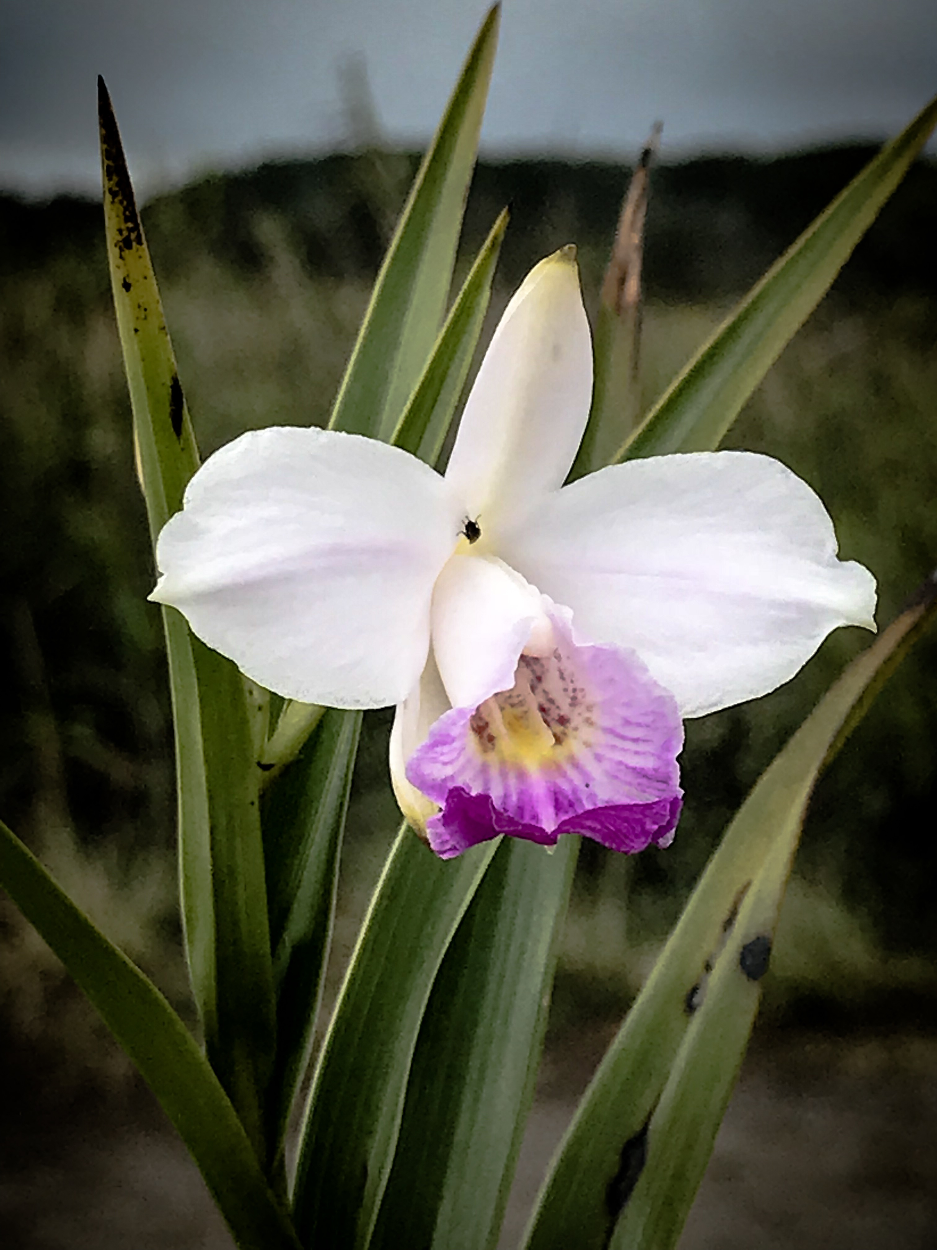 Wild orchid — Digital Grin Photography Forum