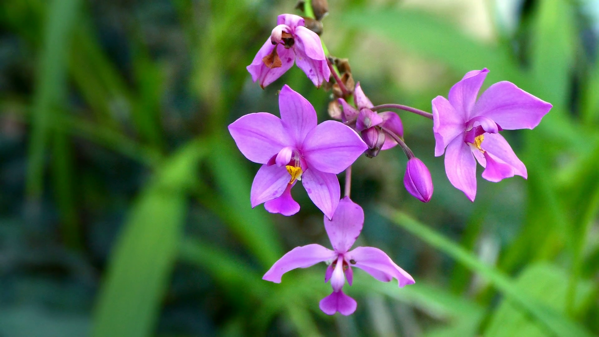4K footage, close up of Purple wild orchid in the forest Stock Video ...
