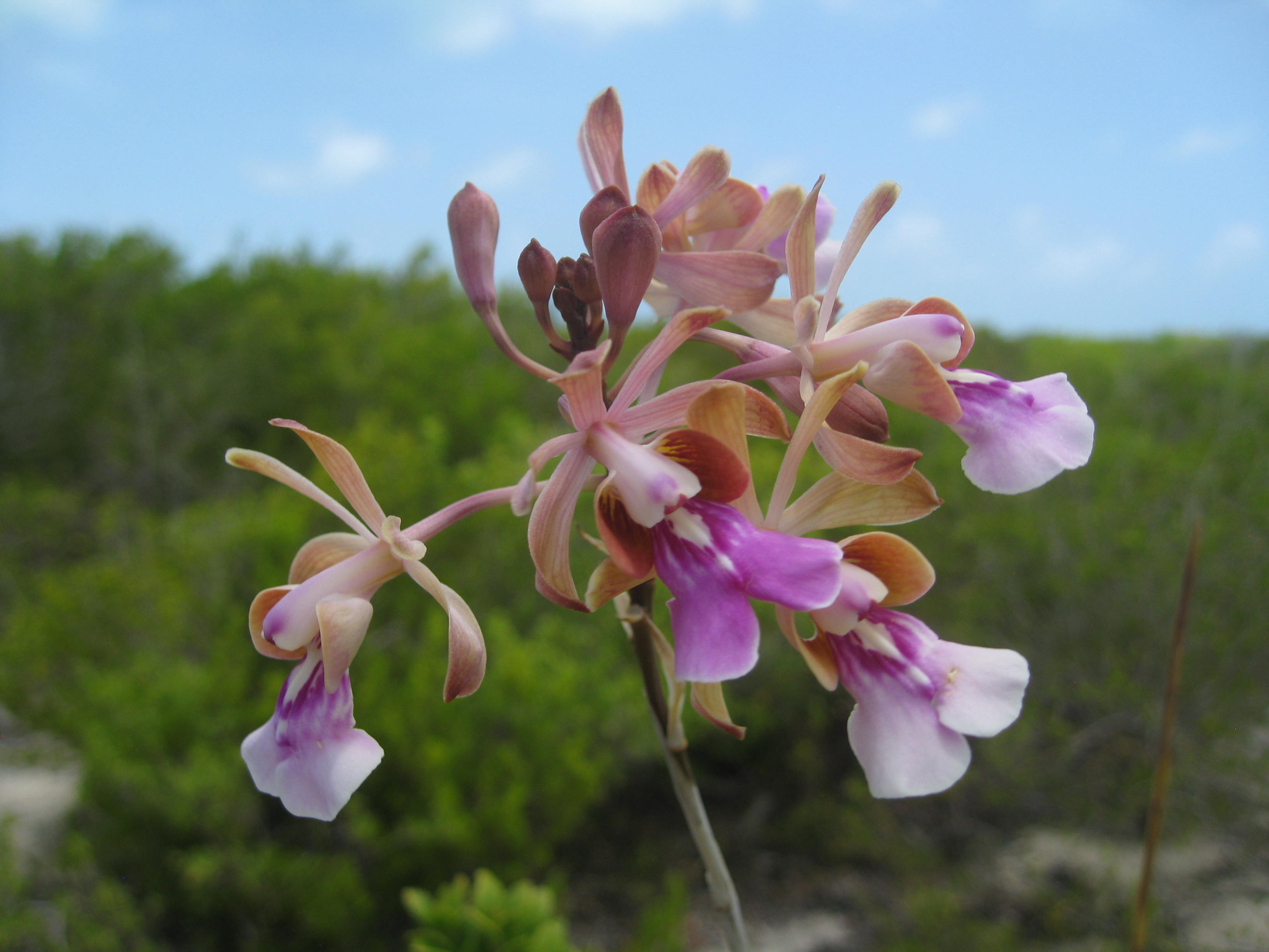 Photo of the Day: Anegada Wild Orchid | Wild orchid, Virgin islands ...