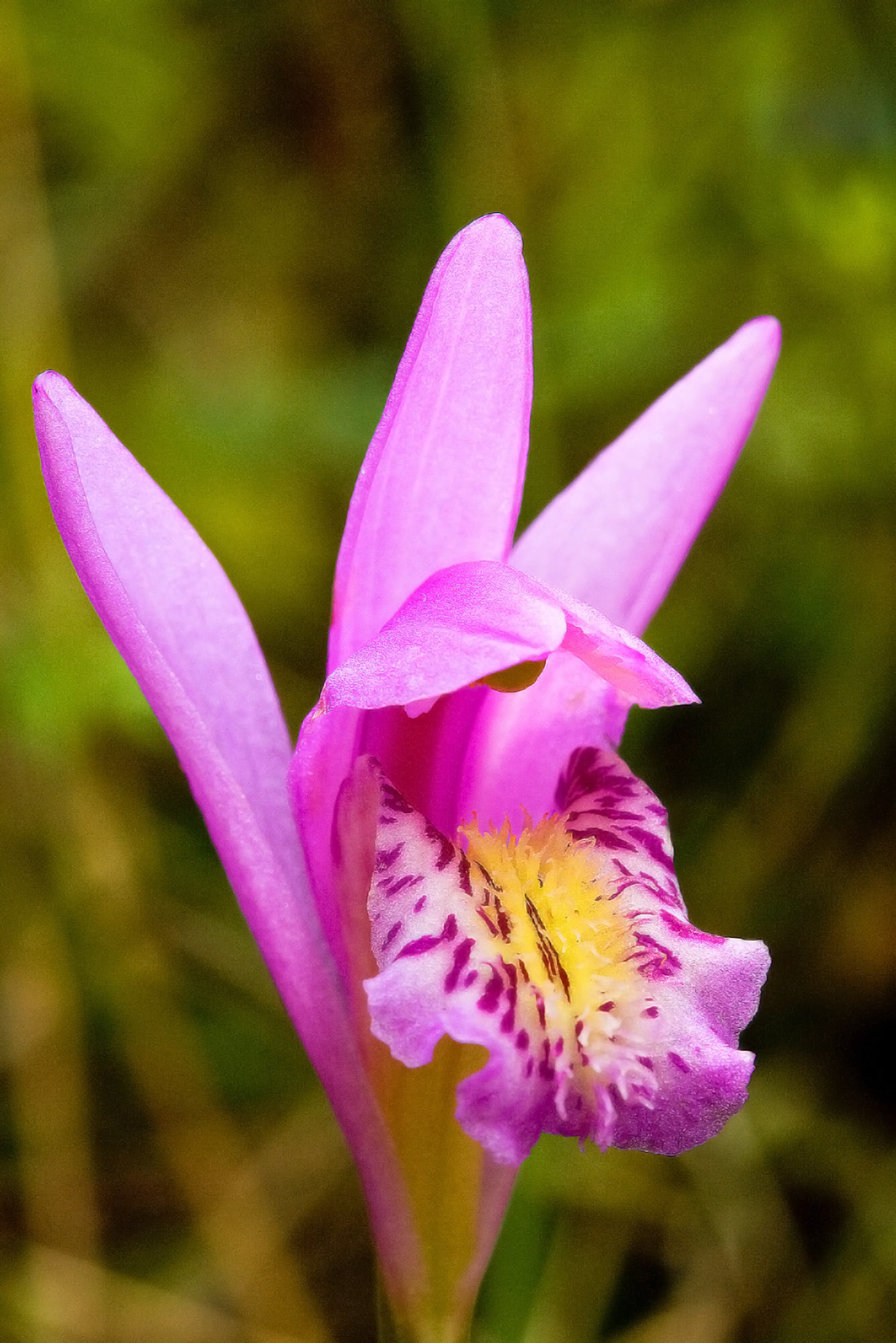 Garden Workshop: “Would you believe — Wild Orchids in North Carolina ...