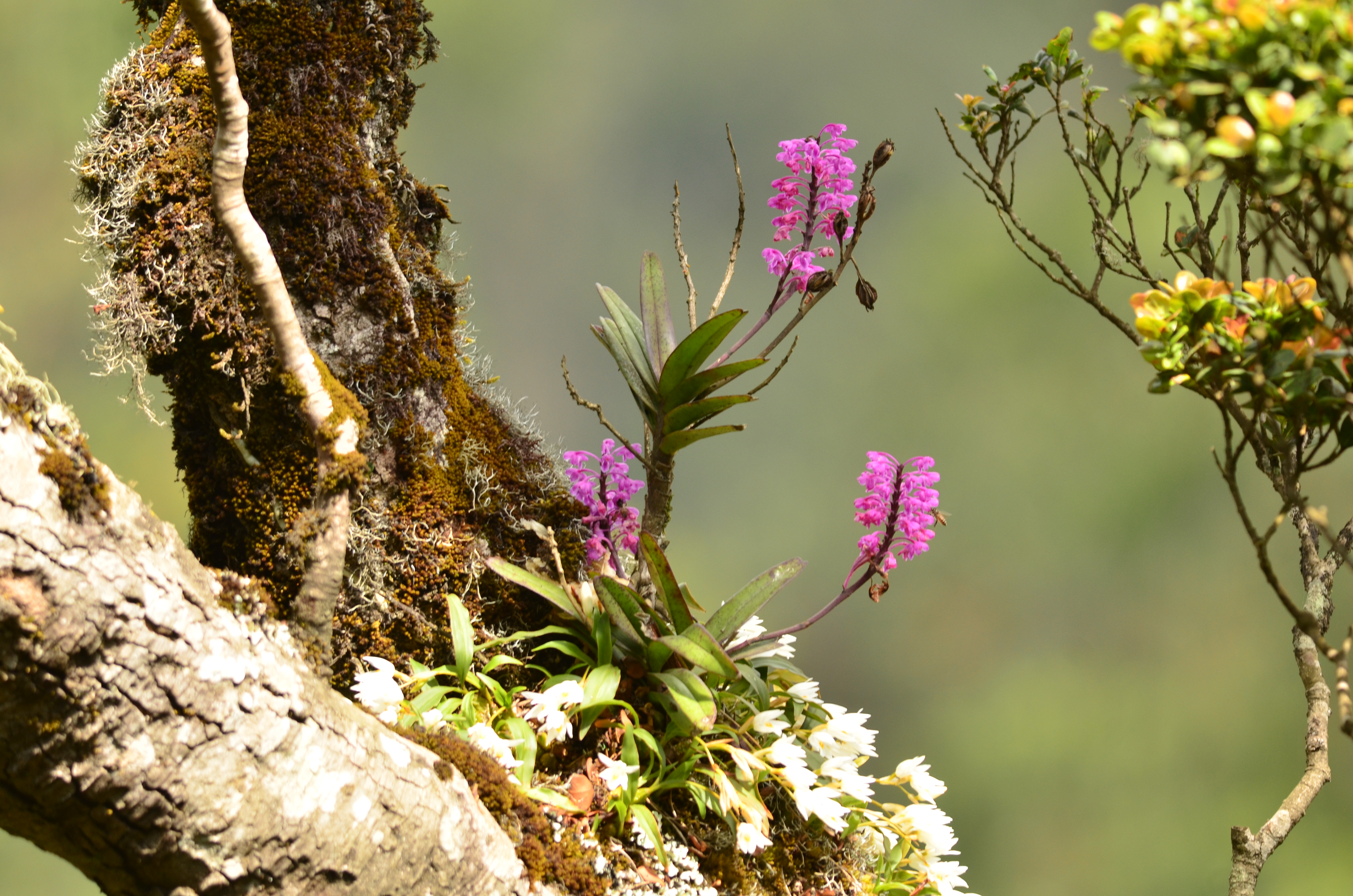 wild orchids | Want to be a Nomad