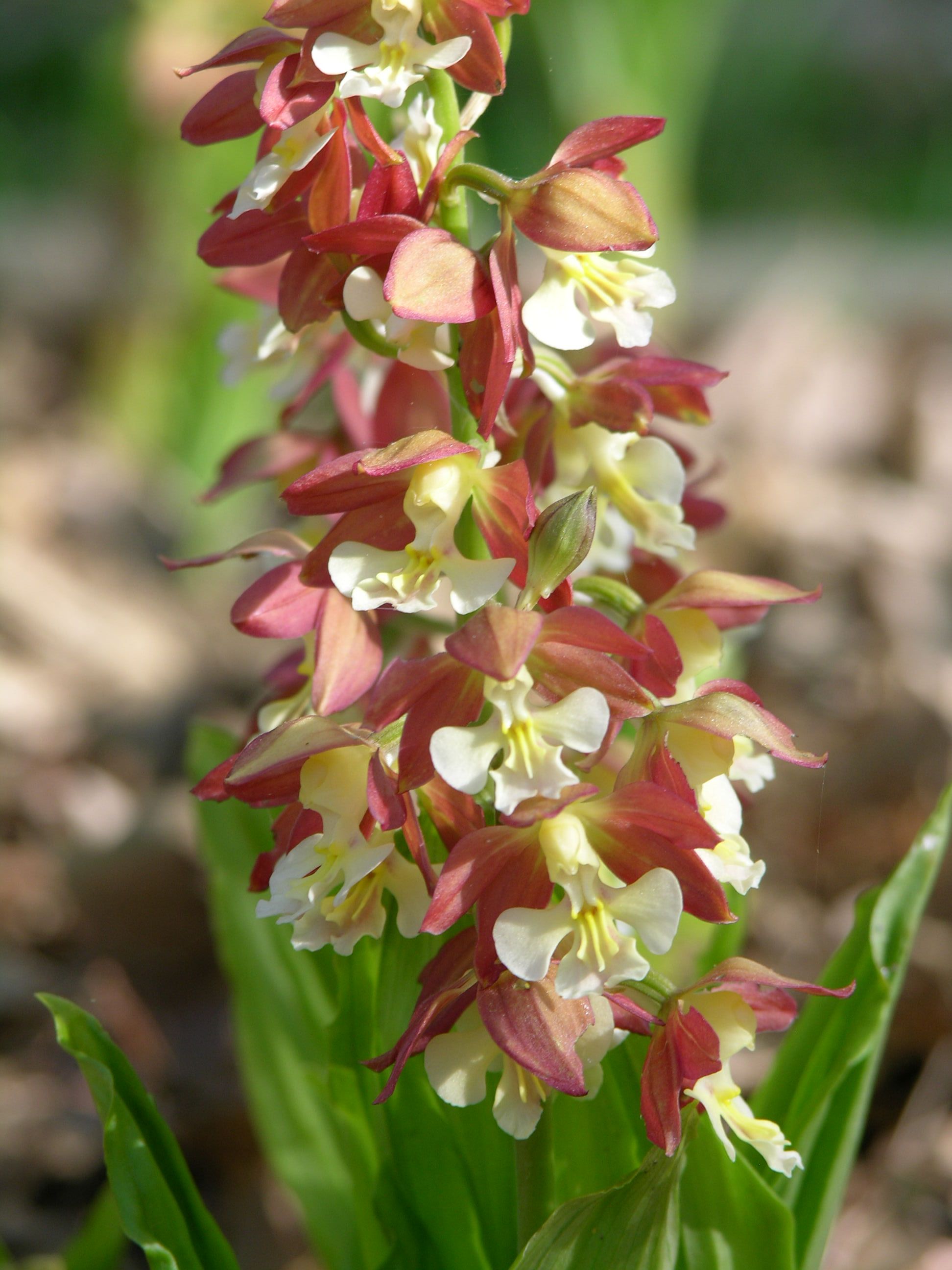 Calanthe discolor - Partial to full shade, upland species. zone 6 ...