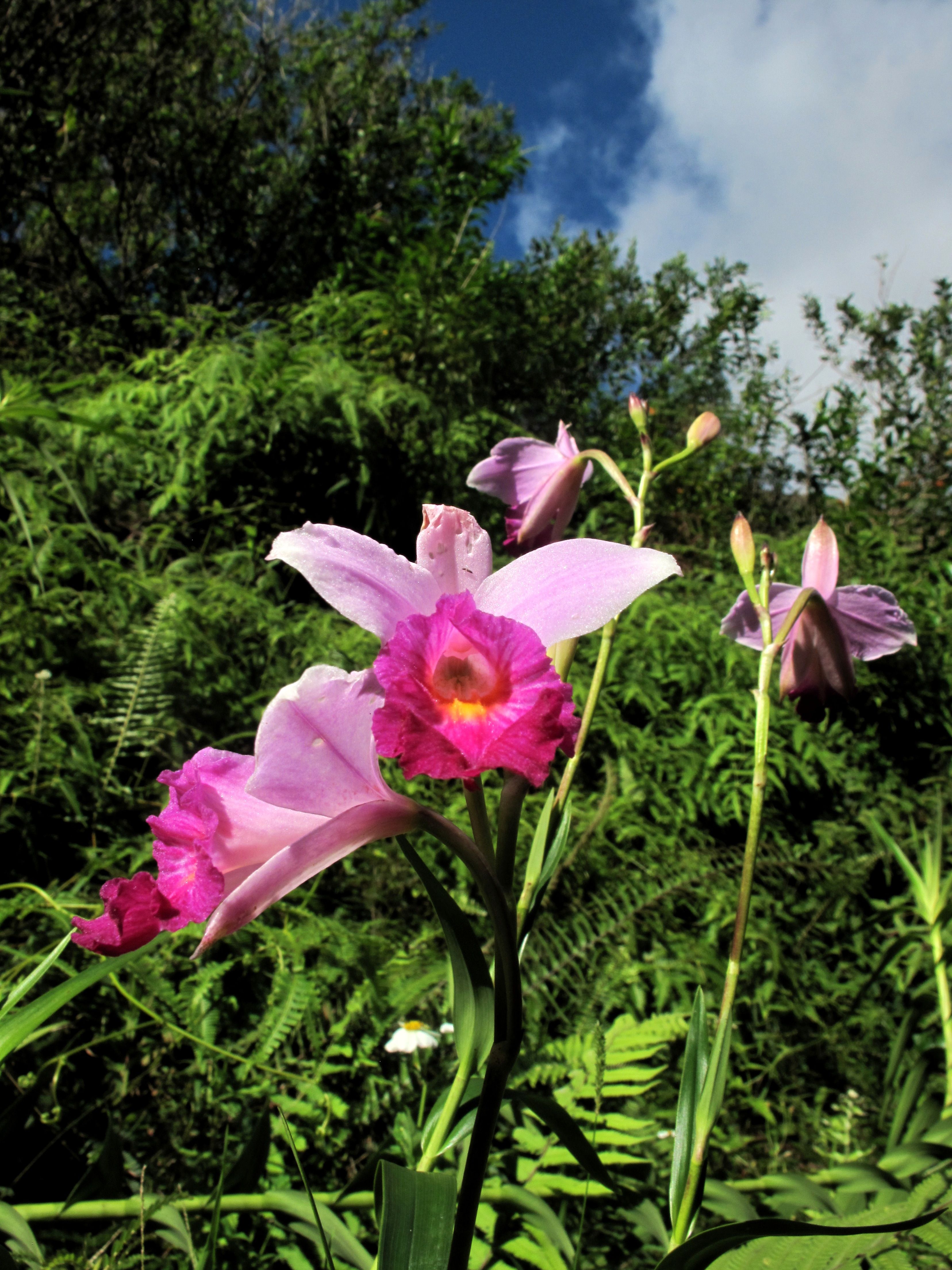 Wild orchid @ Hamama Falls, Oahu | My Flower & Scenery Photography ...