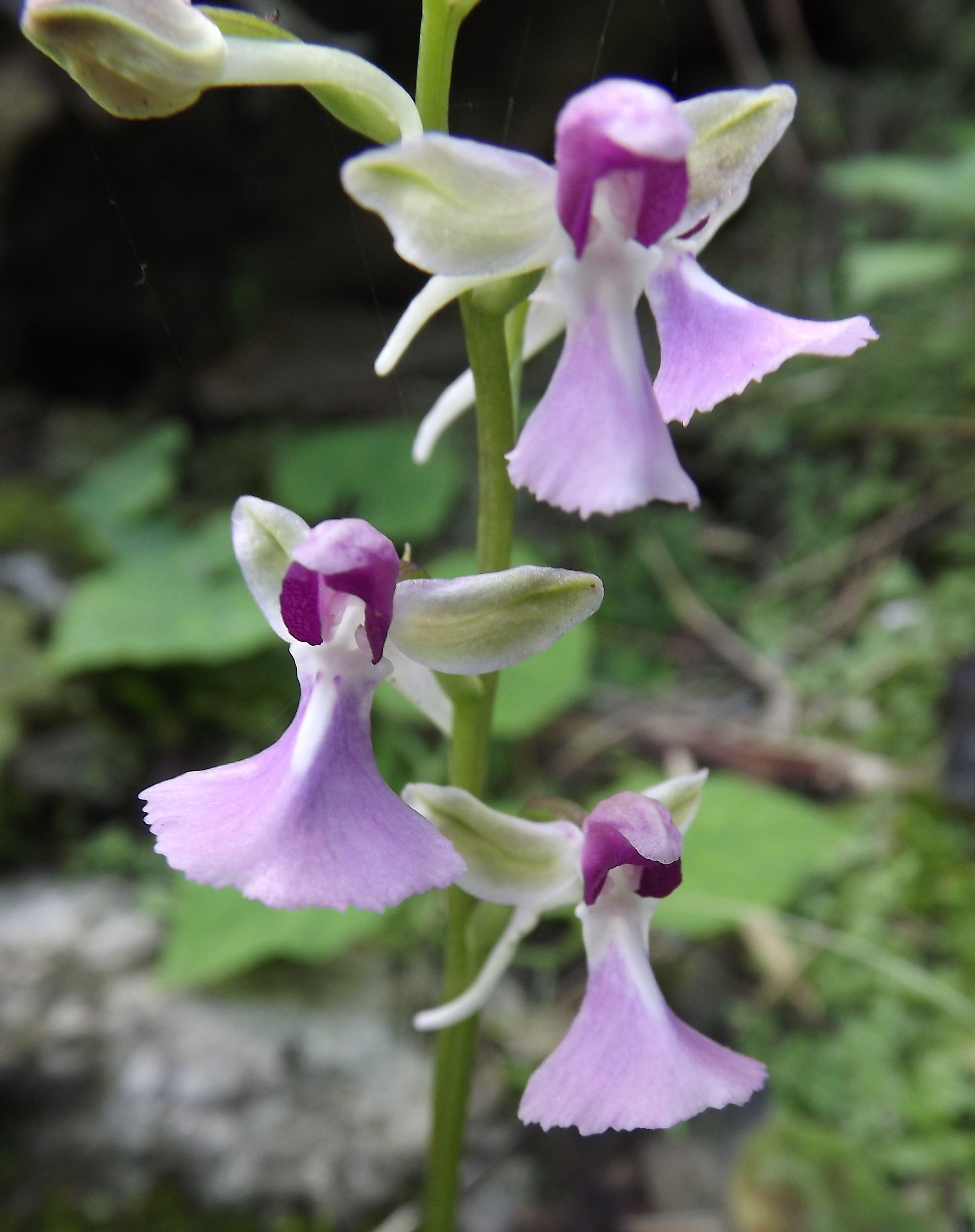 Wild Orchid Flower Shop | Stock Flower Images | Pinterest | Wild ...