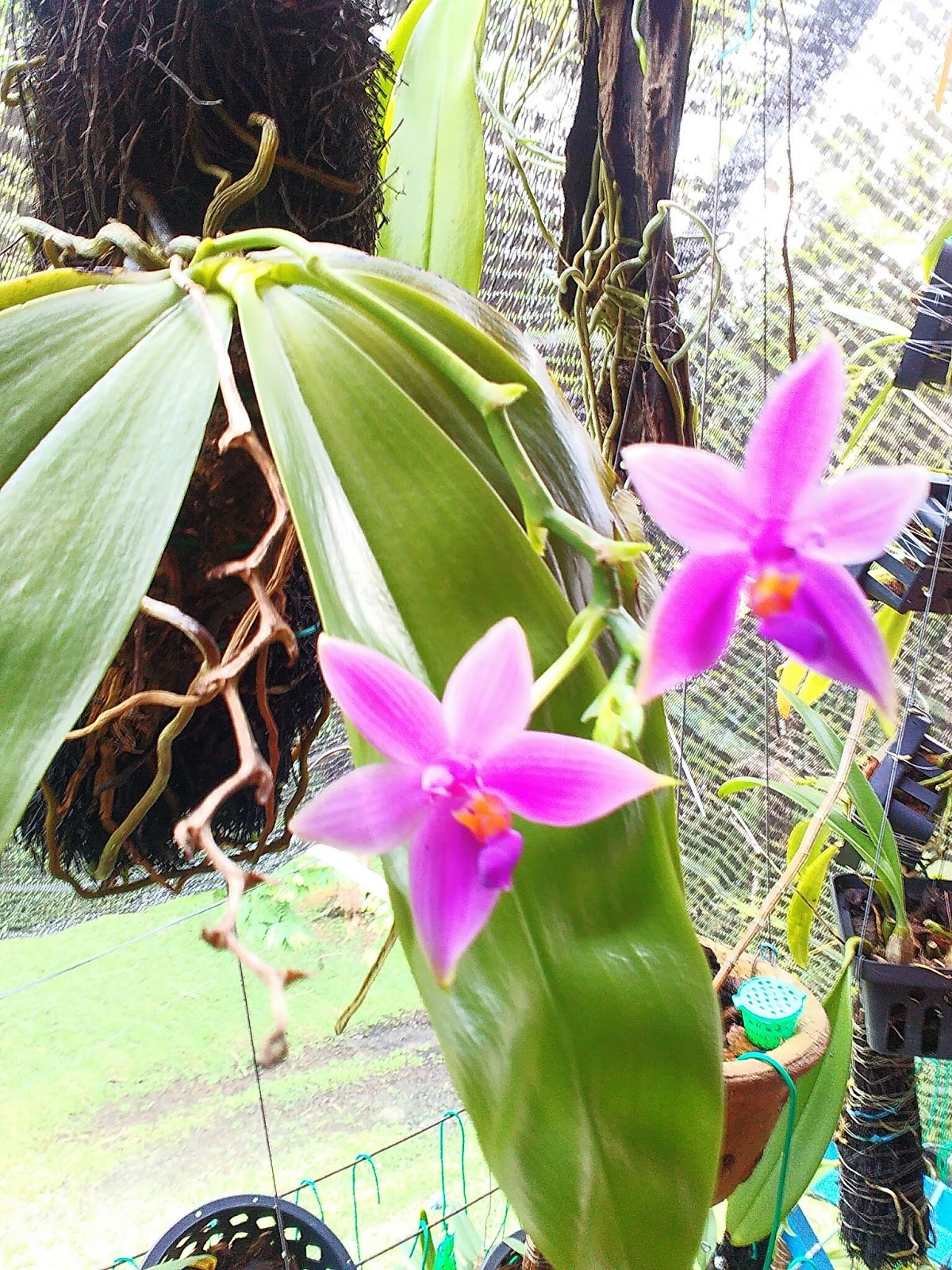 MillFa Wild Orchid
