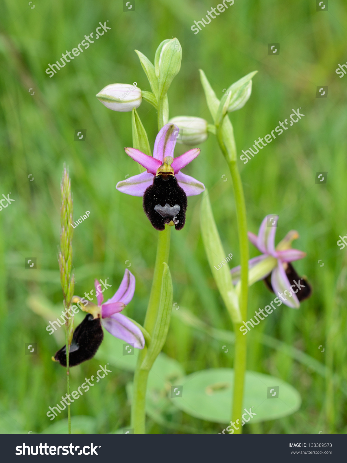 Ophrys Bertolonii Wild Orchid Typical Italian Stock Photo (Royalty ...