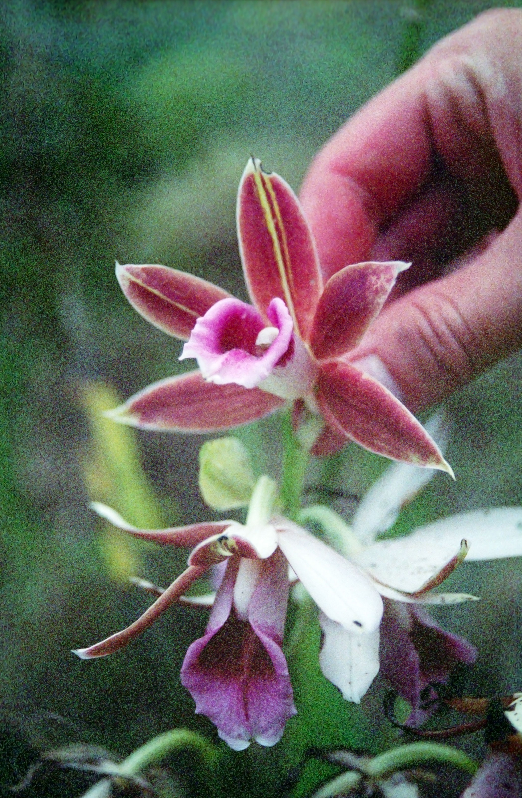 Wild Orchid, Ka'ala : Travel Wallpaper and Stock Photo