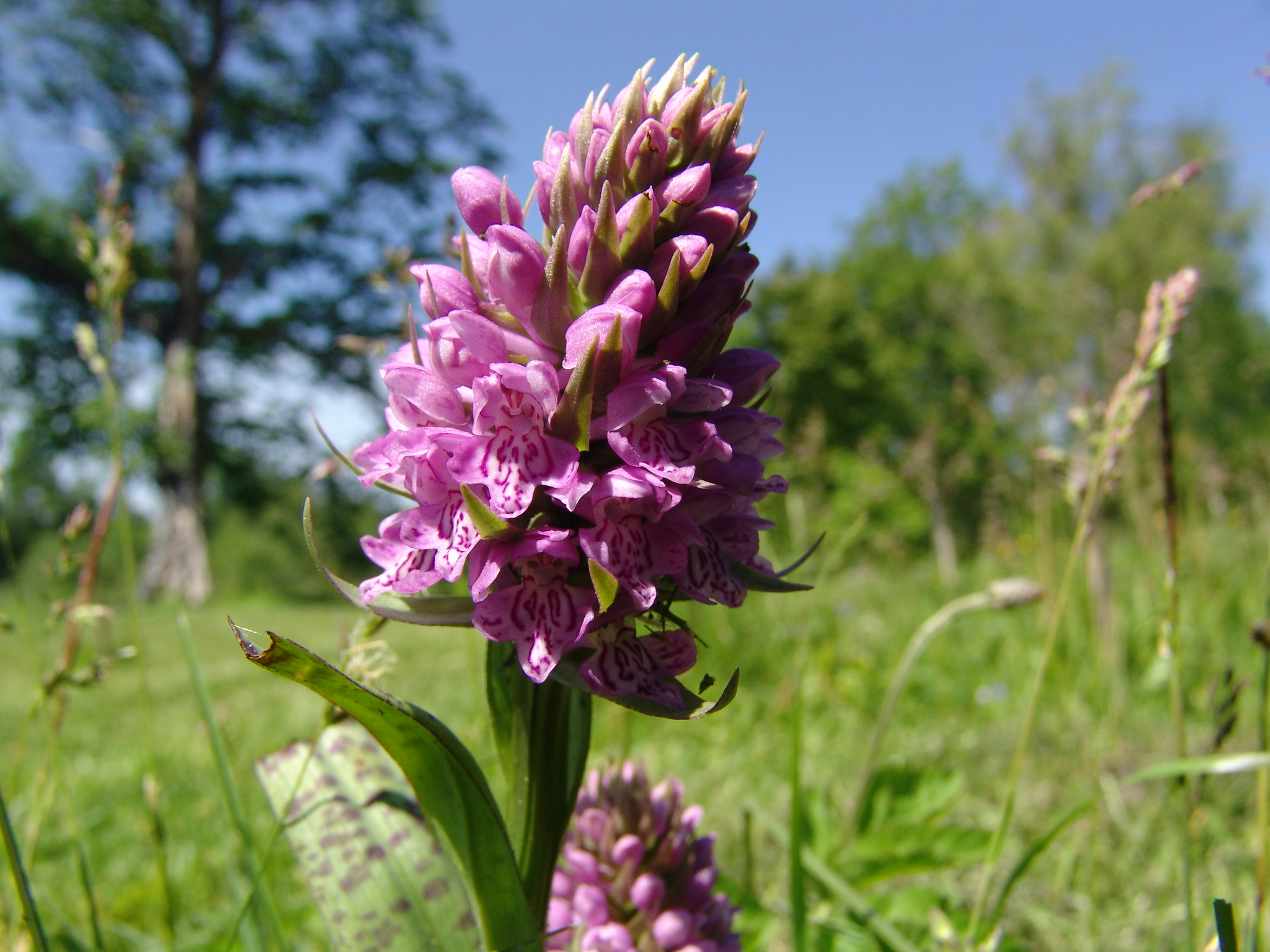 Wild orchid path : Points of interest : Nature Park Pape