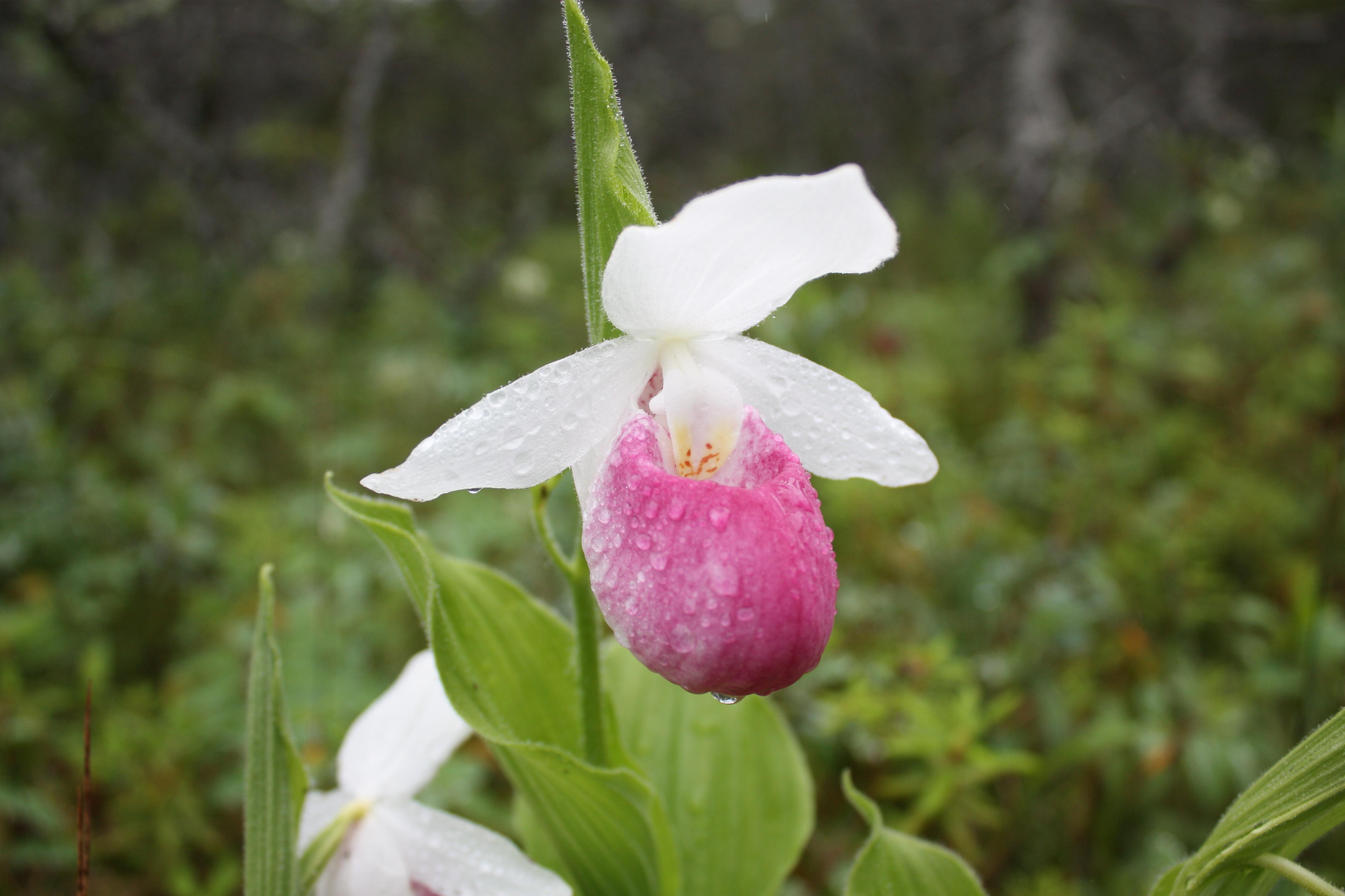 Wild Orchid : Photos, Diagrams & Topos : SummitPost