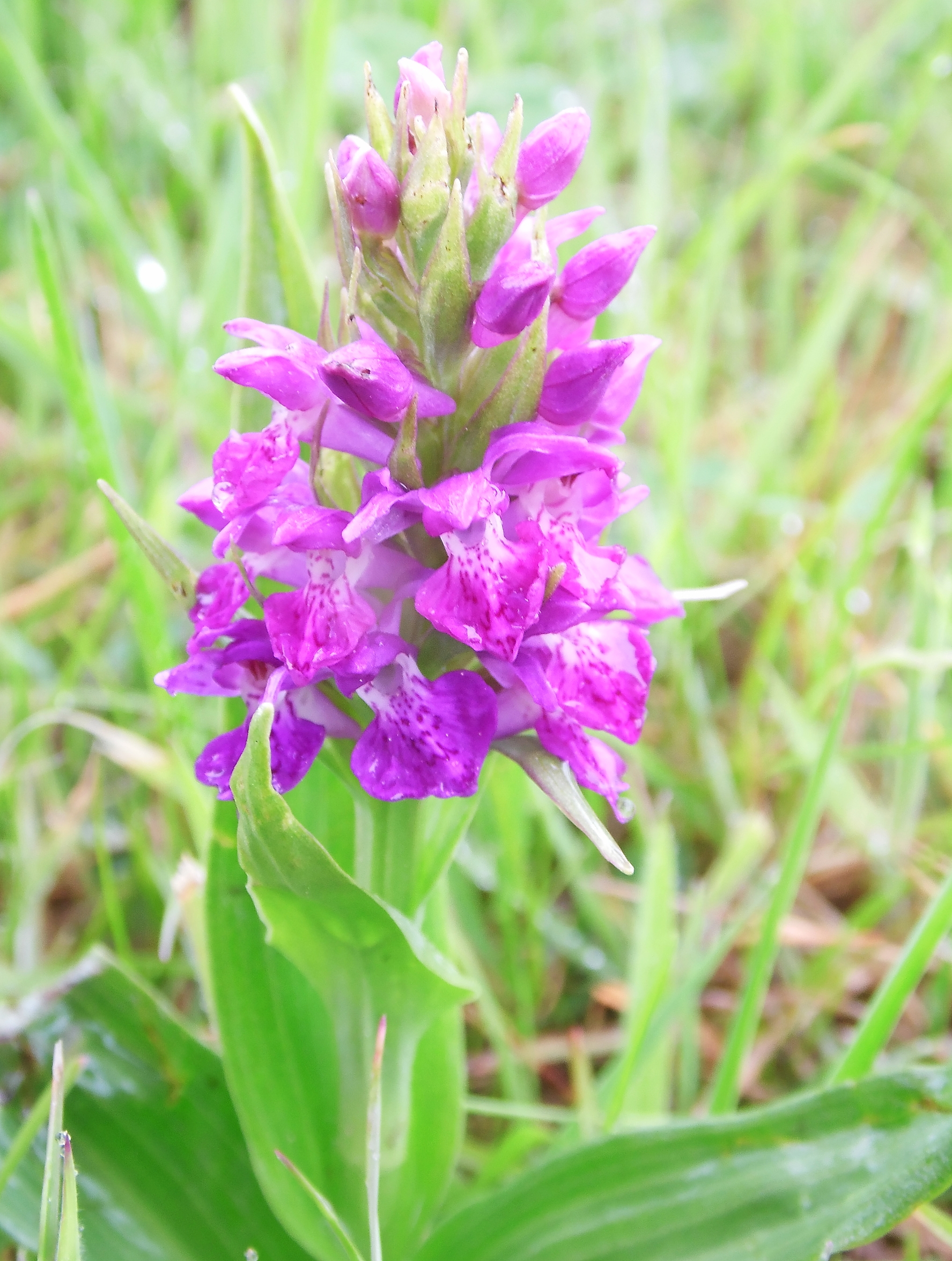 NaturePlus: First wild orchid find id help appreciated