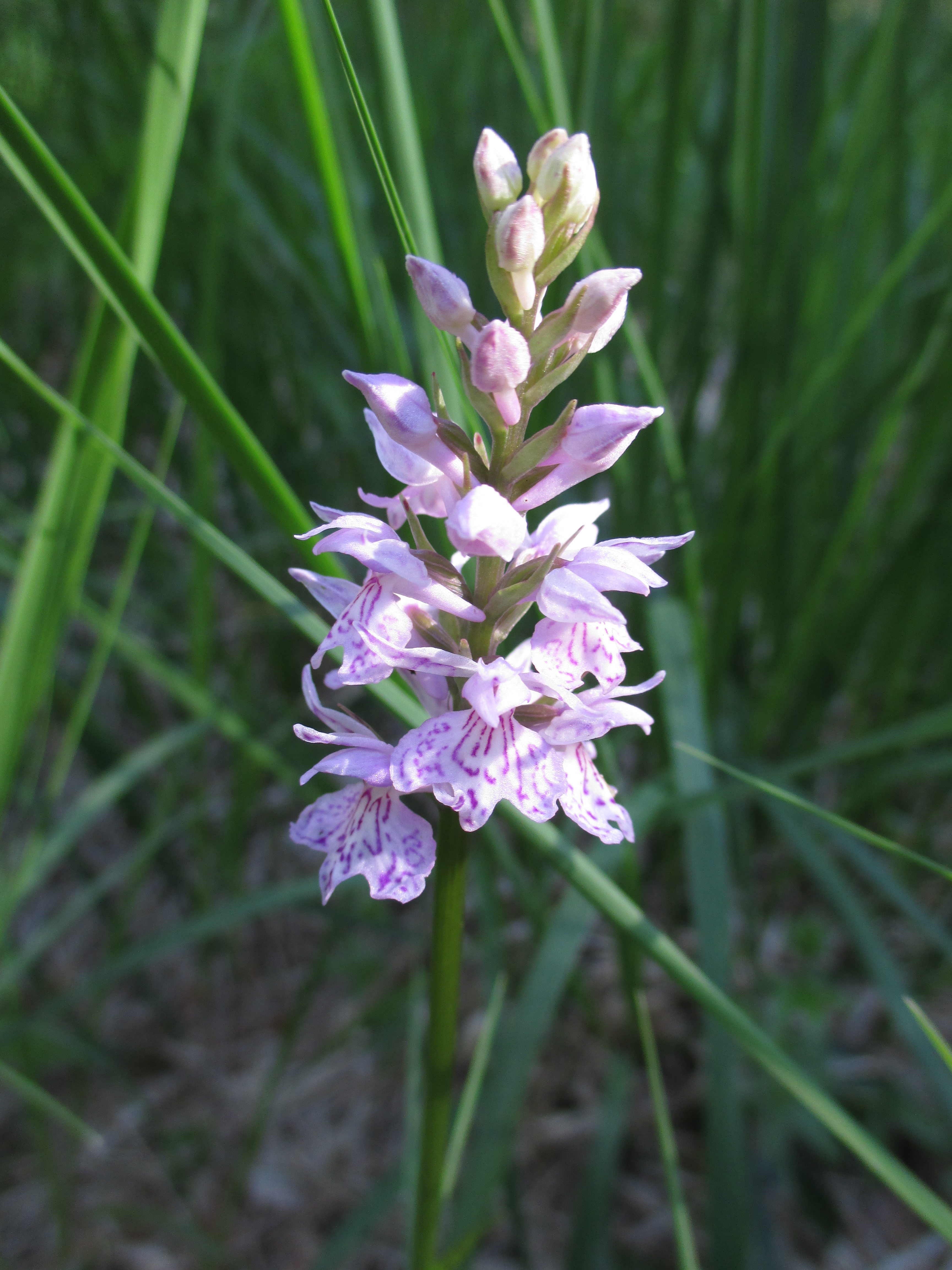 Dactylorchis maculata, my first wild orchid « Lennart Wennberg
