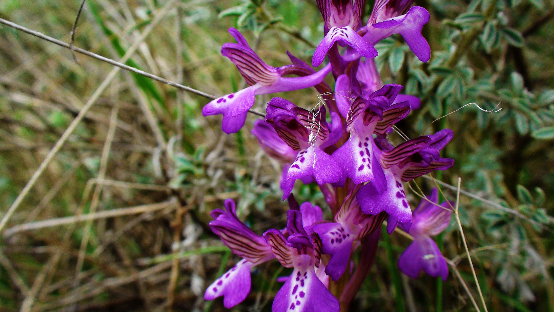 File:Wild Orchid in Elatia forest.jpg - Wikimedia Commons