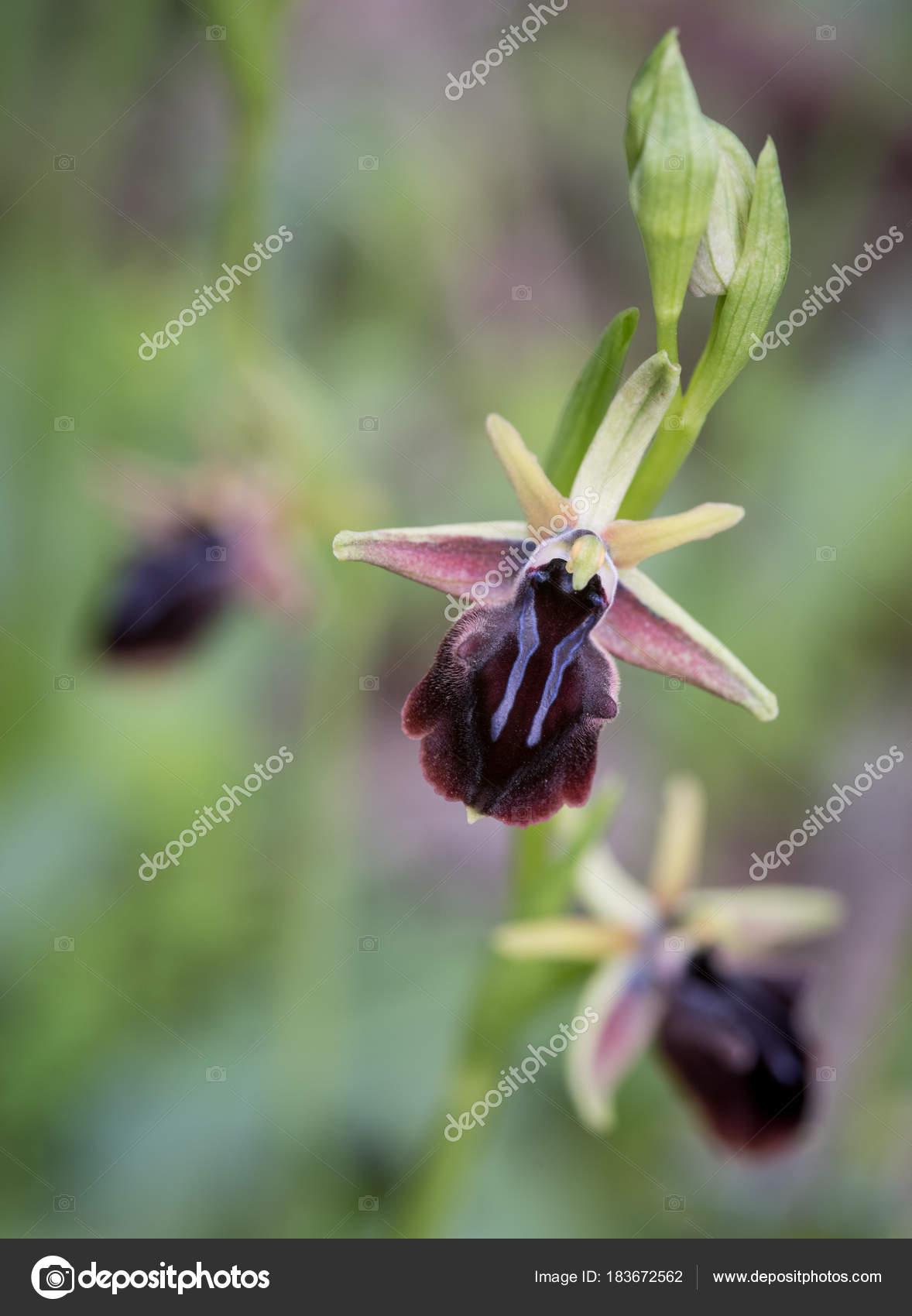 Ophrys mammosa wild orchid plant blooming flower. — Stock Photo ...