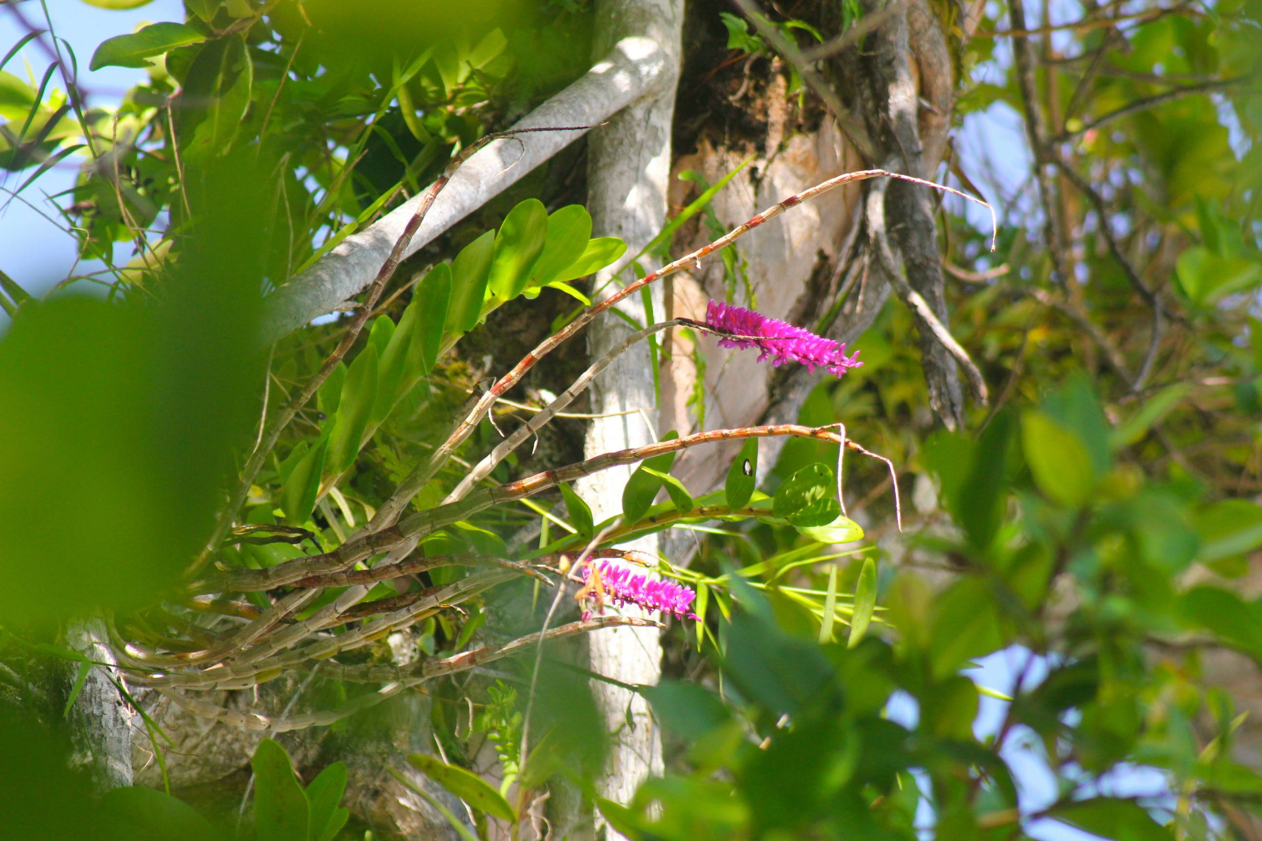 Wild orchid 40 feet up a Banyan tree in Indonesia west of Sumatra ...