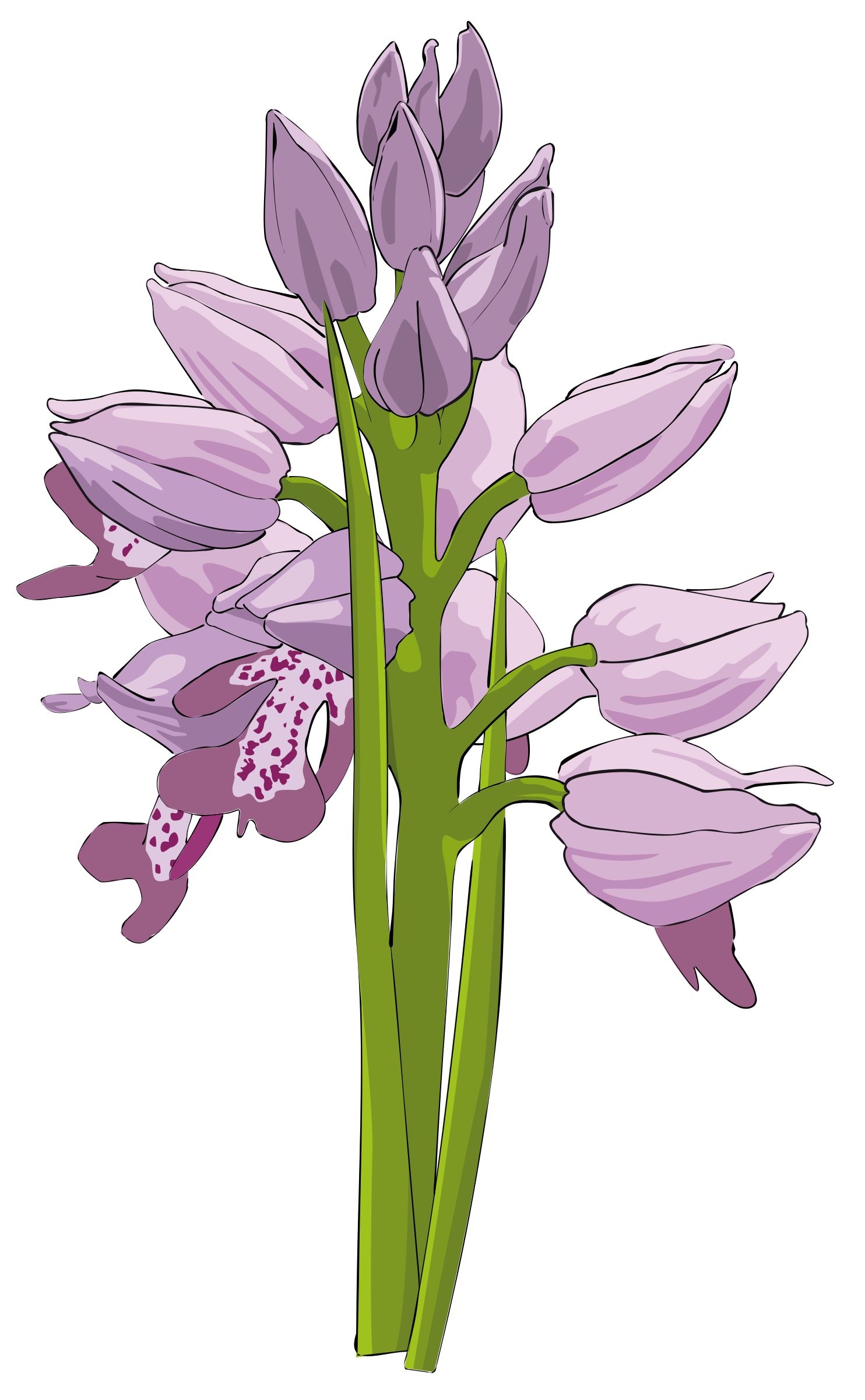 Clipart - Wild Orchid