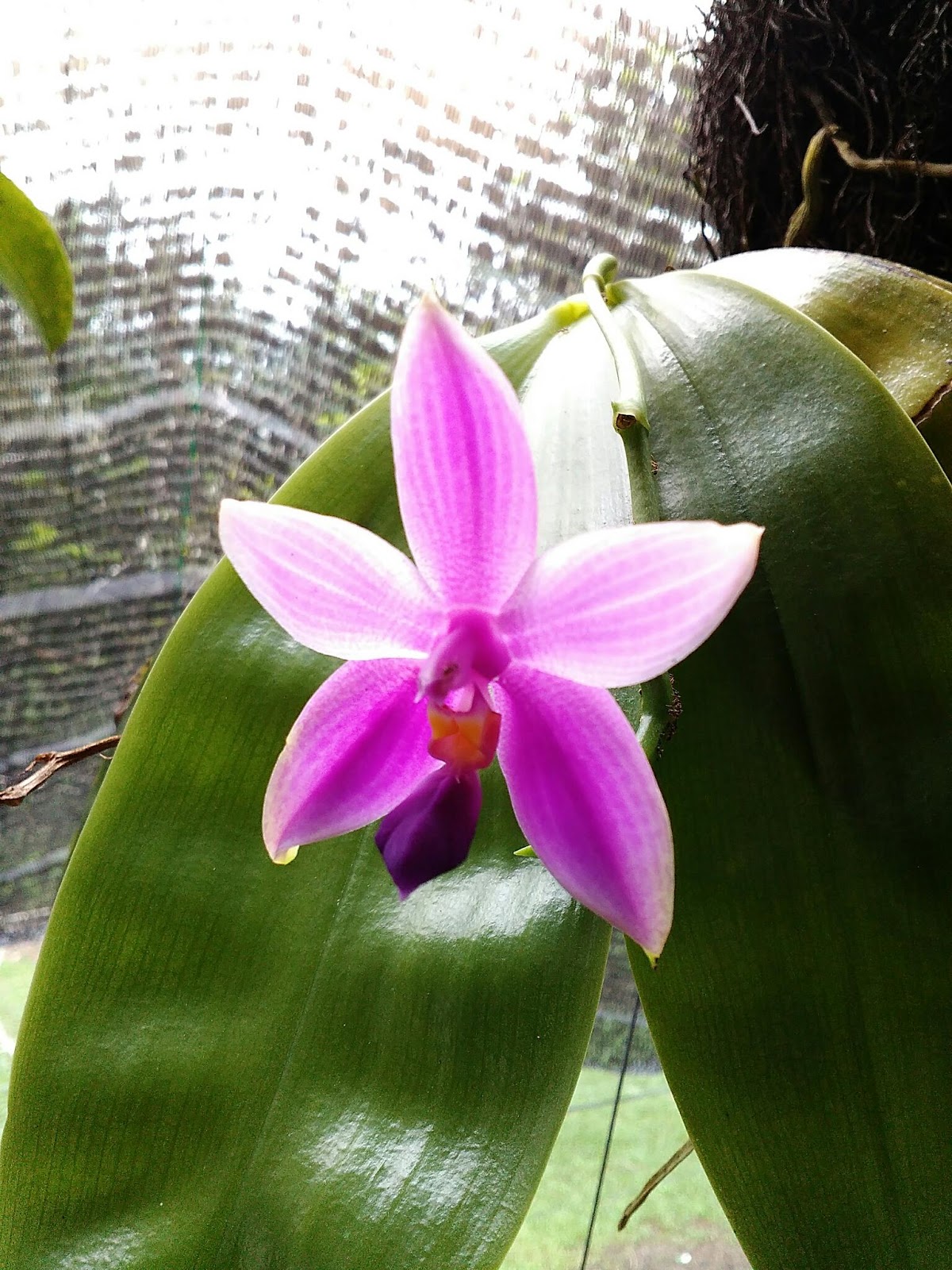 MillFa Wild Orchid