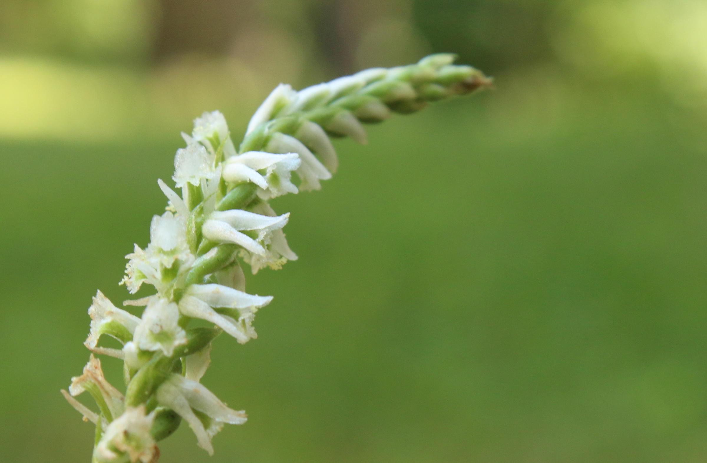 As Fall Begins, Missouri's Wild Orchids Bloom | KBIA