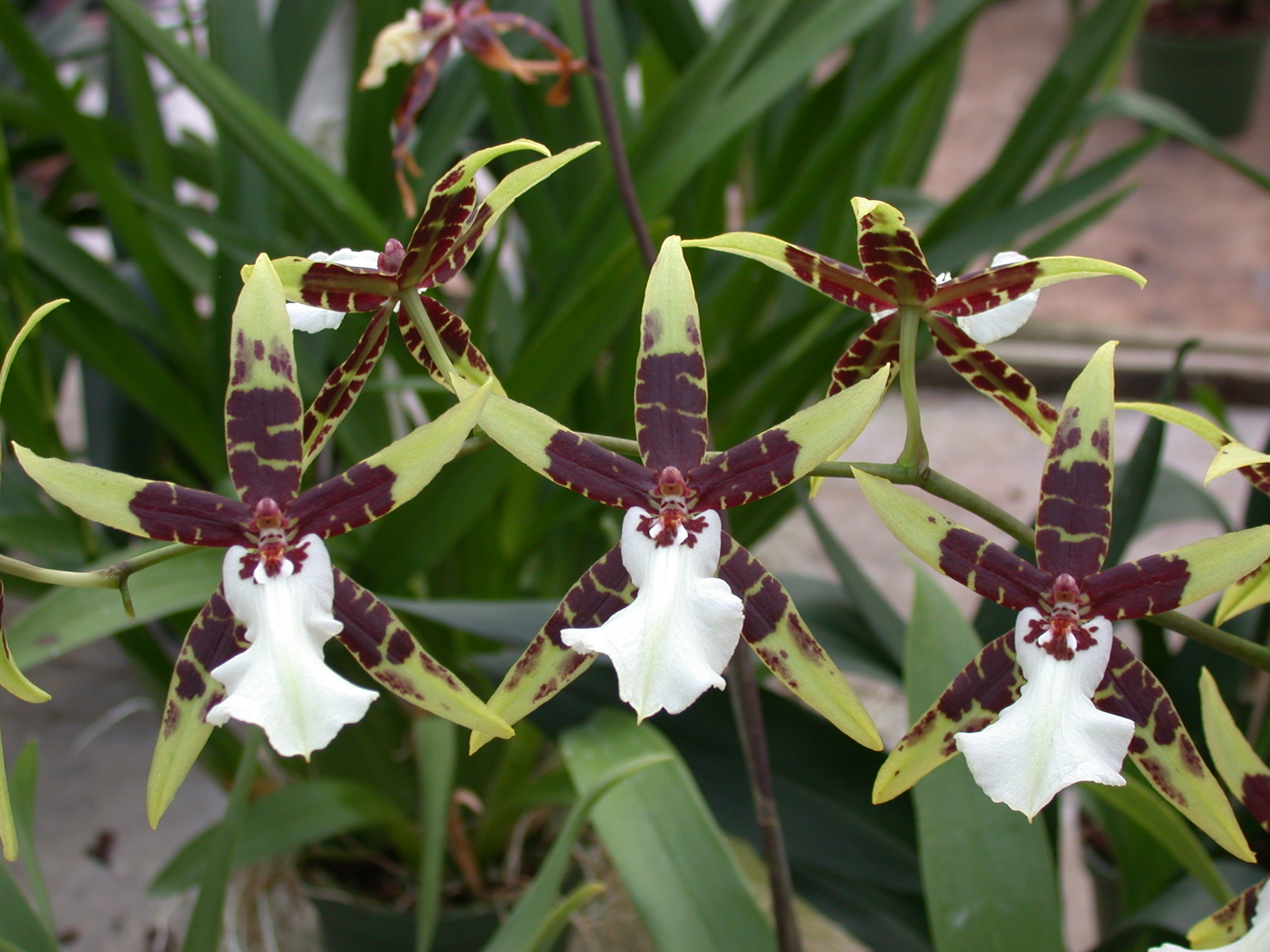 File:A and B Larsen orchids - Brassidium Wild Warrior Chieftain ...