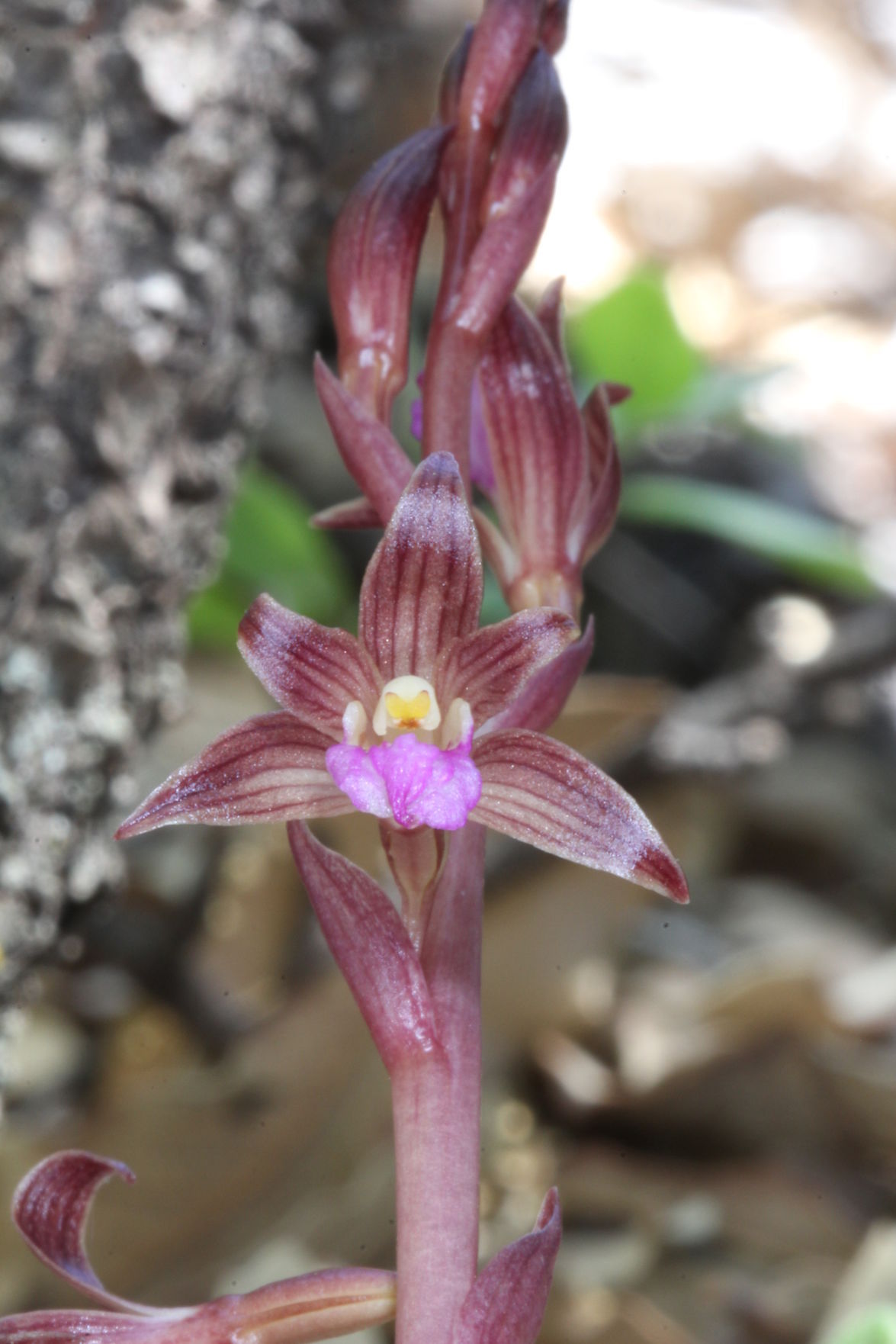 Wild orchids surprisingly grow in Southern Arizona's higher ranges ...