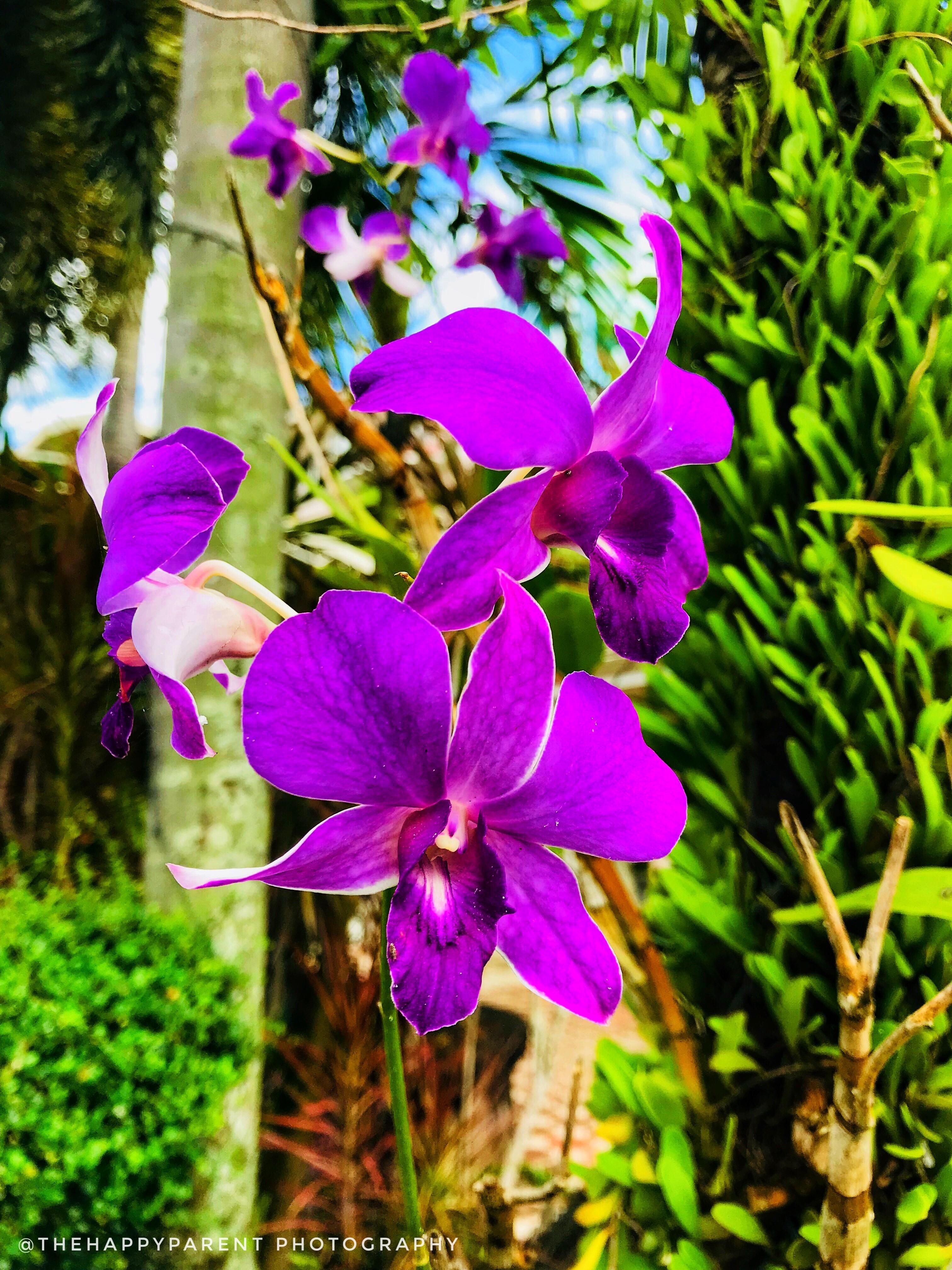 Colour Challenge Purple Sunday: Wild Orchids — Steemit