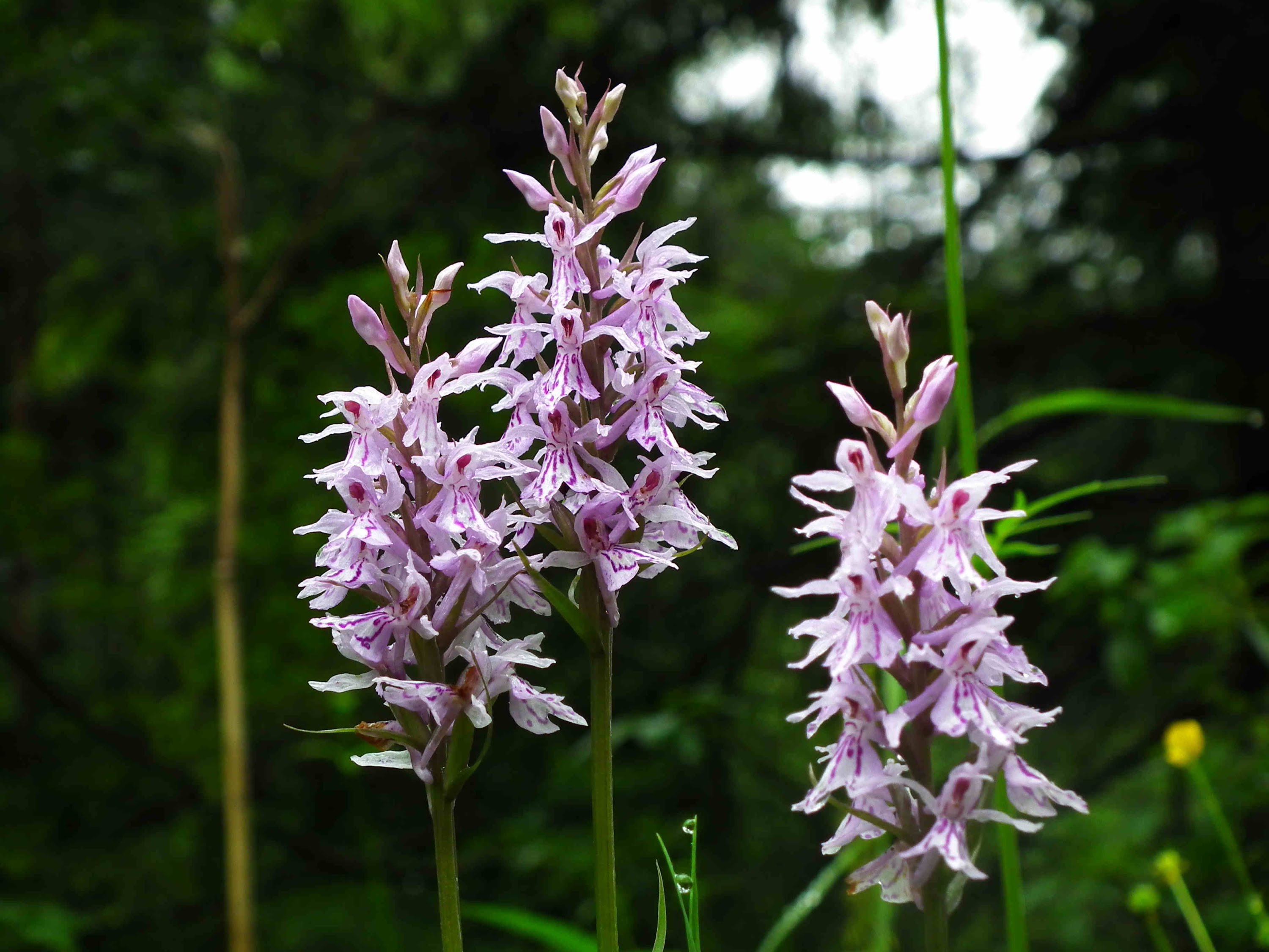 Beautiful wild orchids from the meadows and mountains around Ehrwald ...