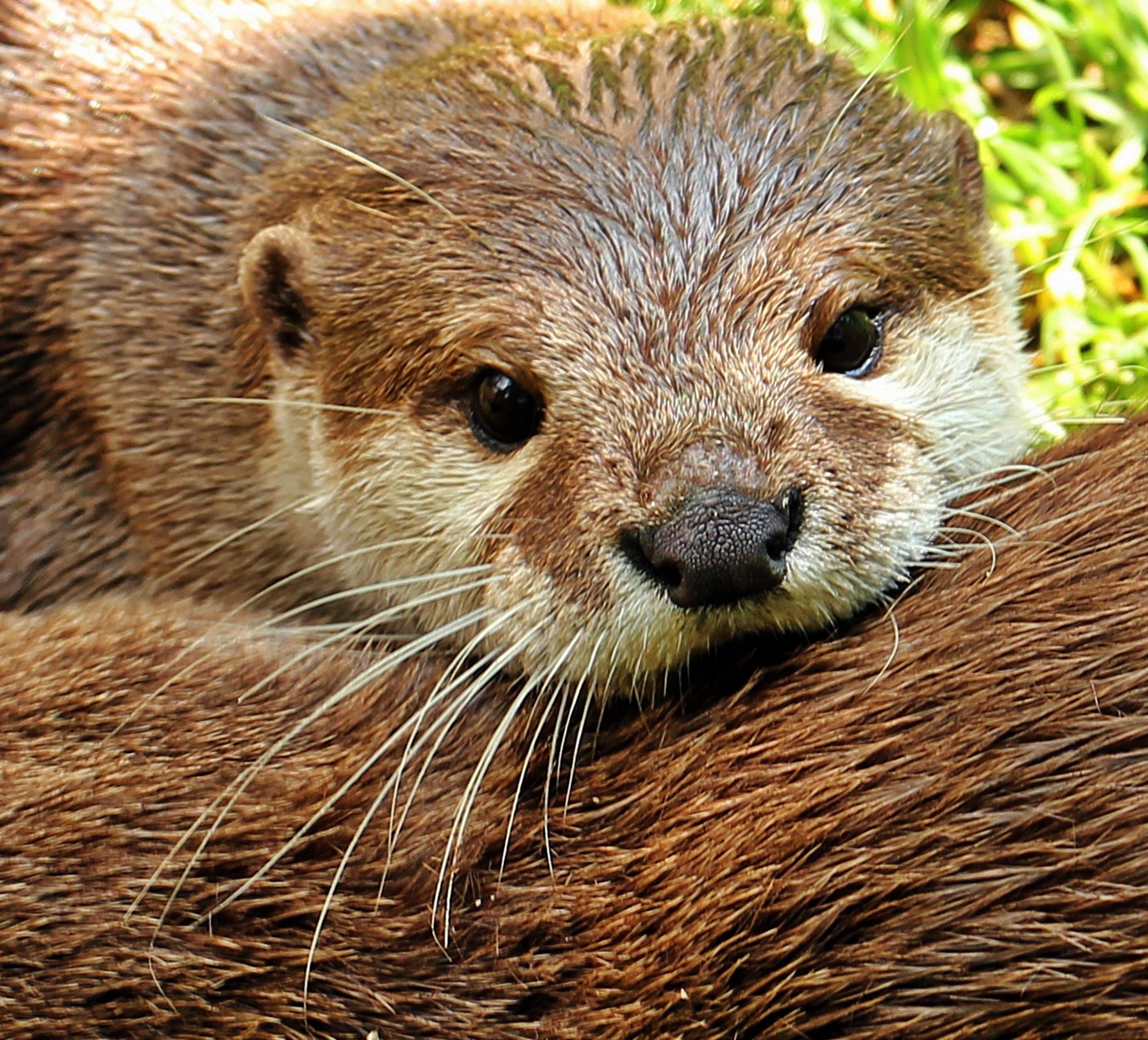 Sottobicchiere Divertente In MDF E Sughero – 'Awesome Baby Otter' – 9 Cm, Idea Regalo