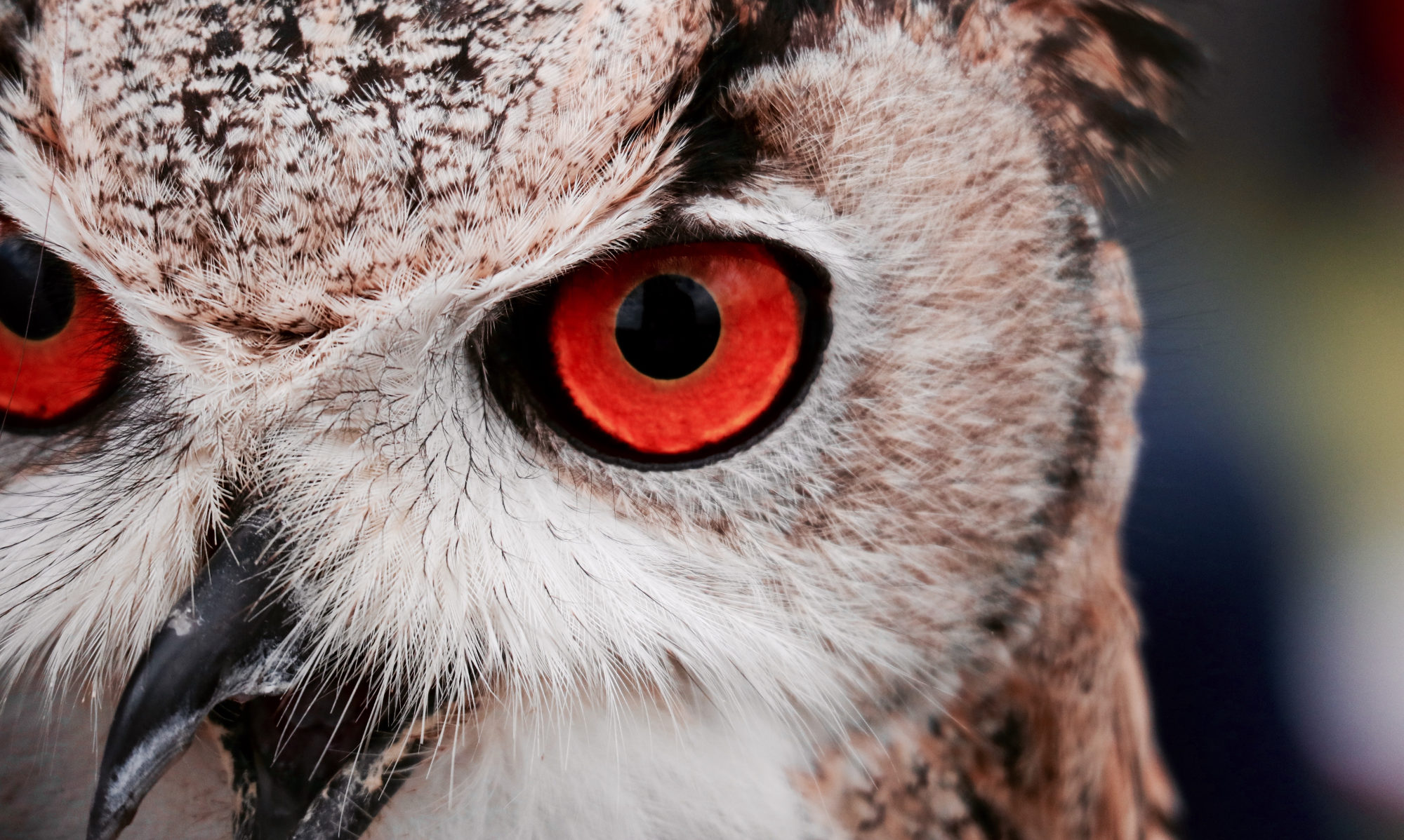 Wild Owl Digital - Website Design & Digital Marketing Solutions