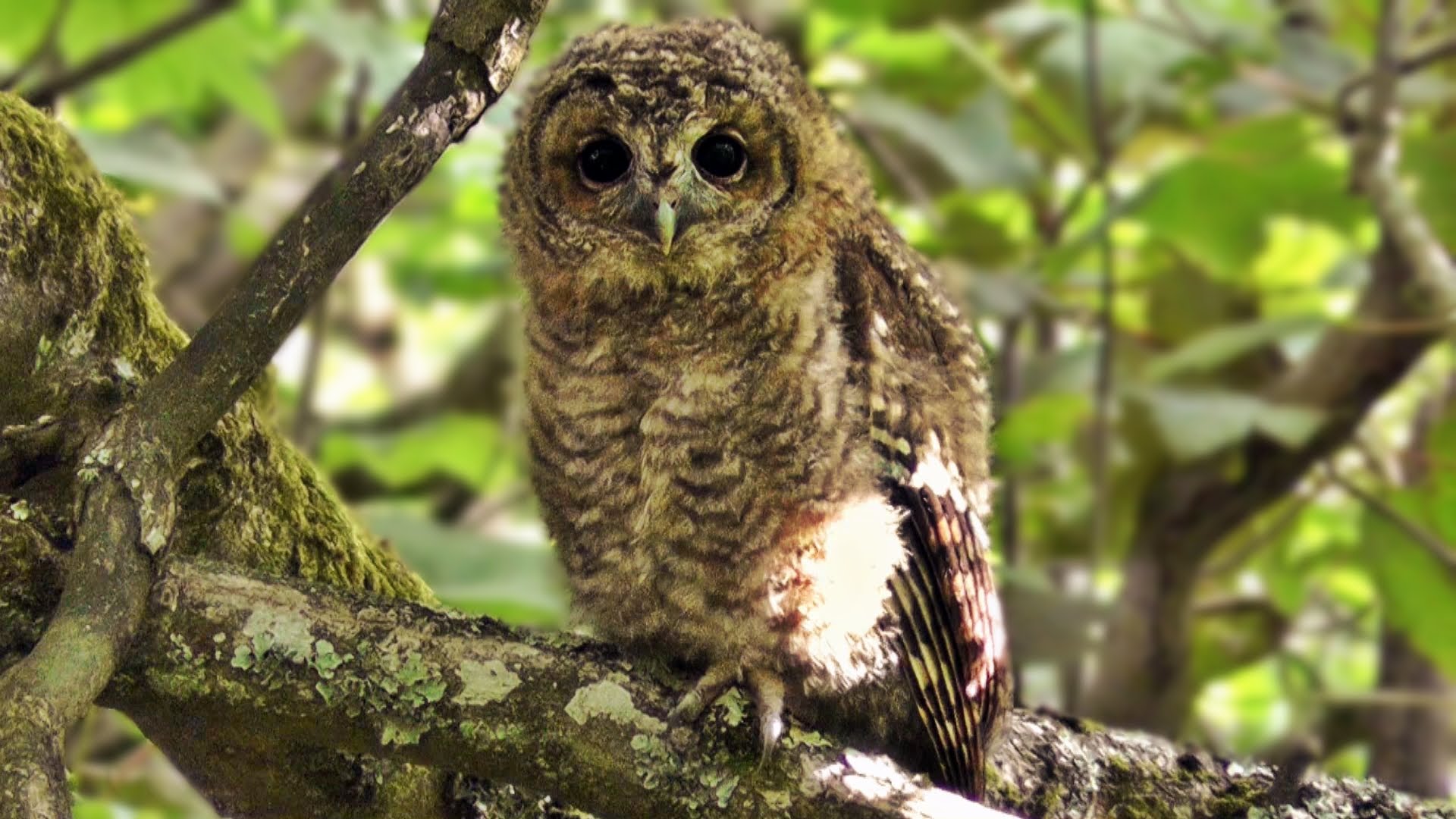 Tawny Owl in The Wild - YouTube