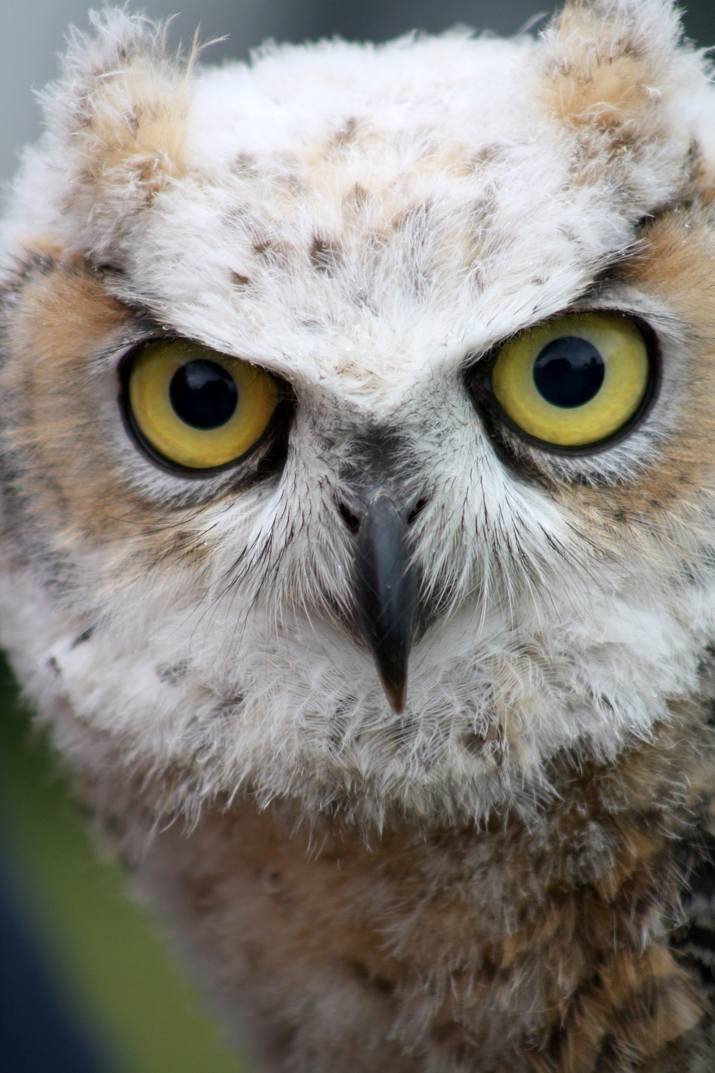Wild owl photo