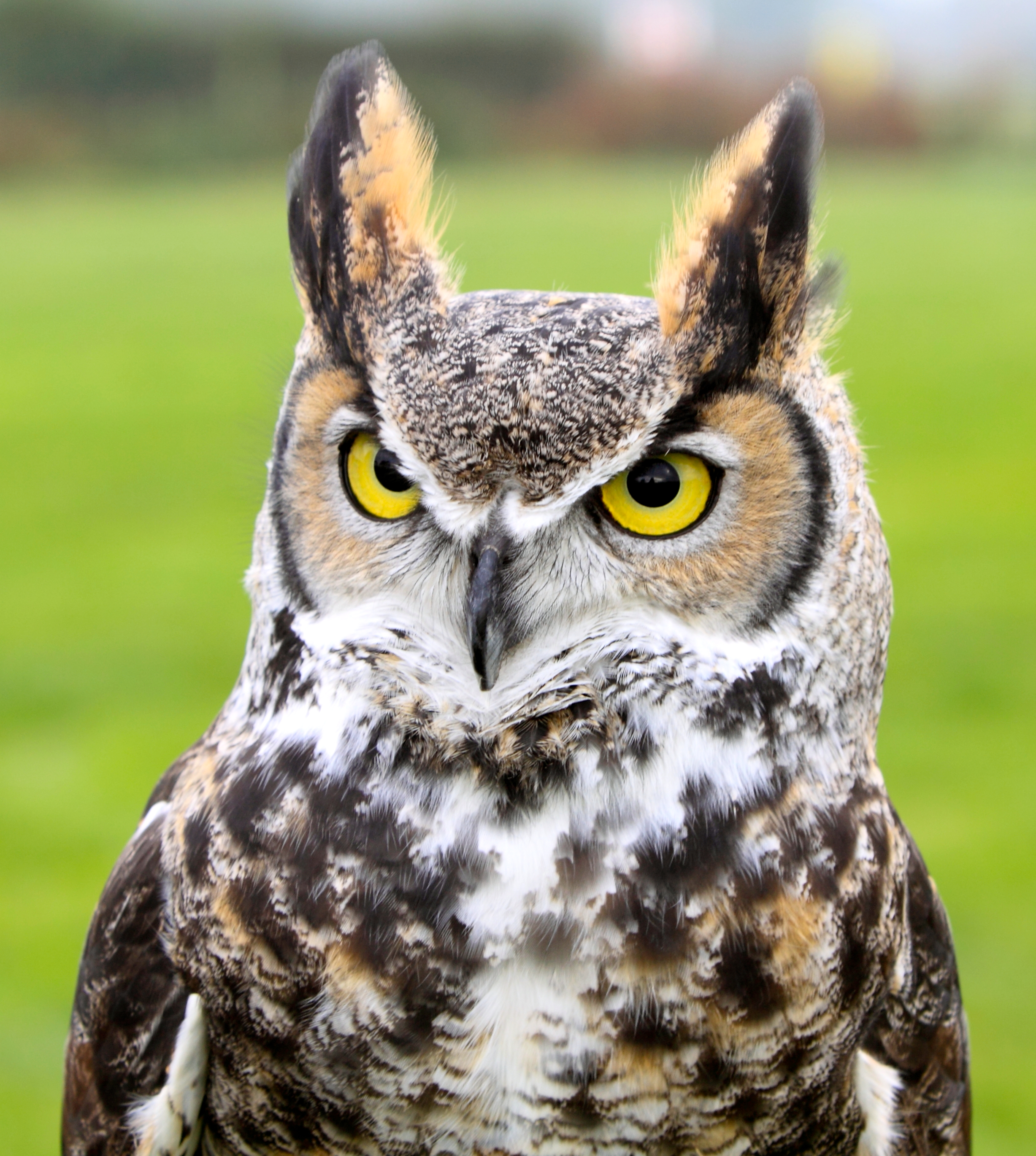 Owl & Eagle - All creatures.... - Wildlife - The RSPB Community