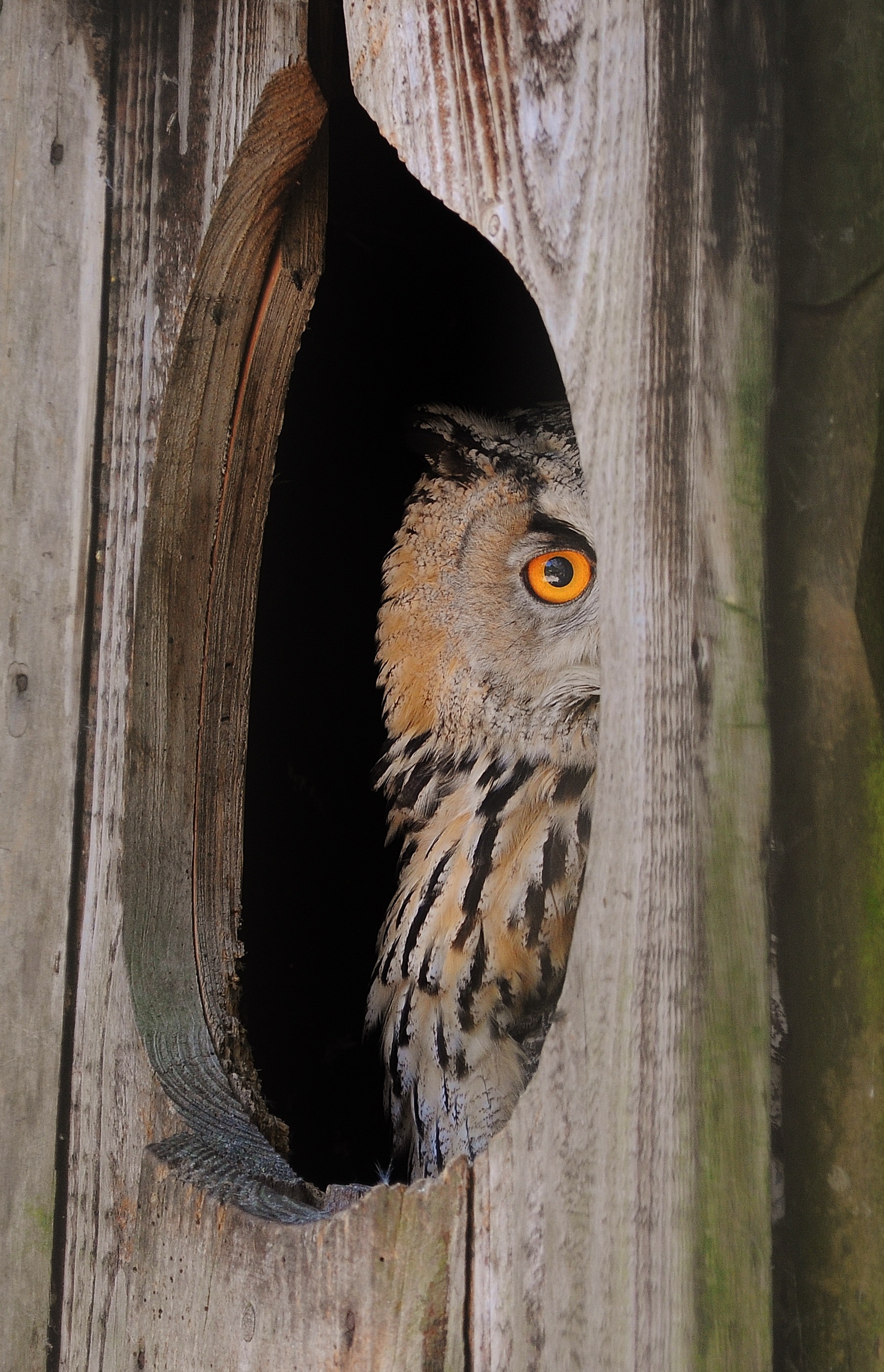 Wild owl photo