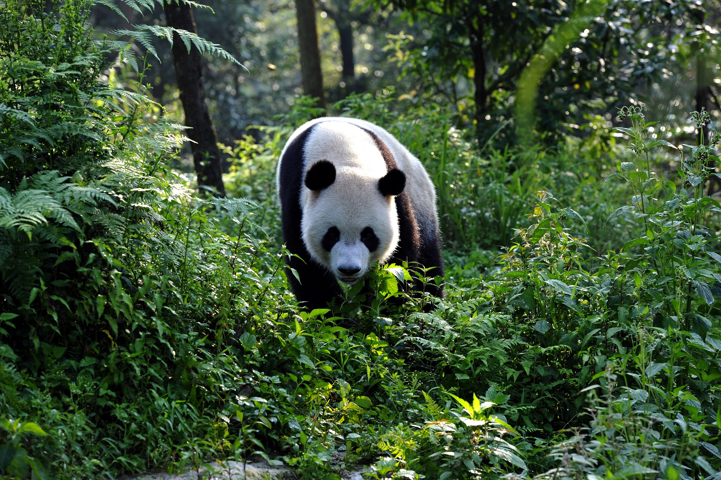 Oxford Scientific Films | Pandas 3D: Back to the Wild