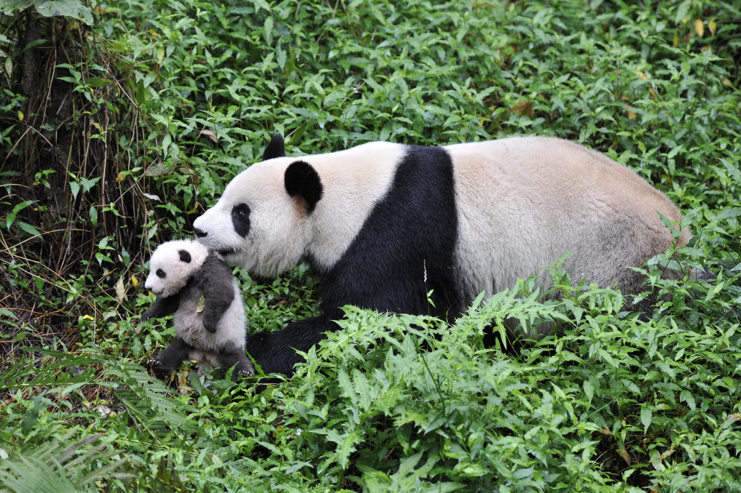 Большая панда живет. Giant Pandas. Панда бамбуковый медведь. Панда в Китае. Большая Панда фото.