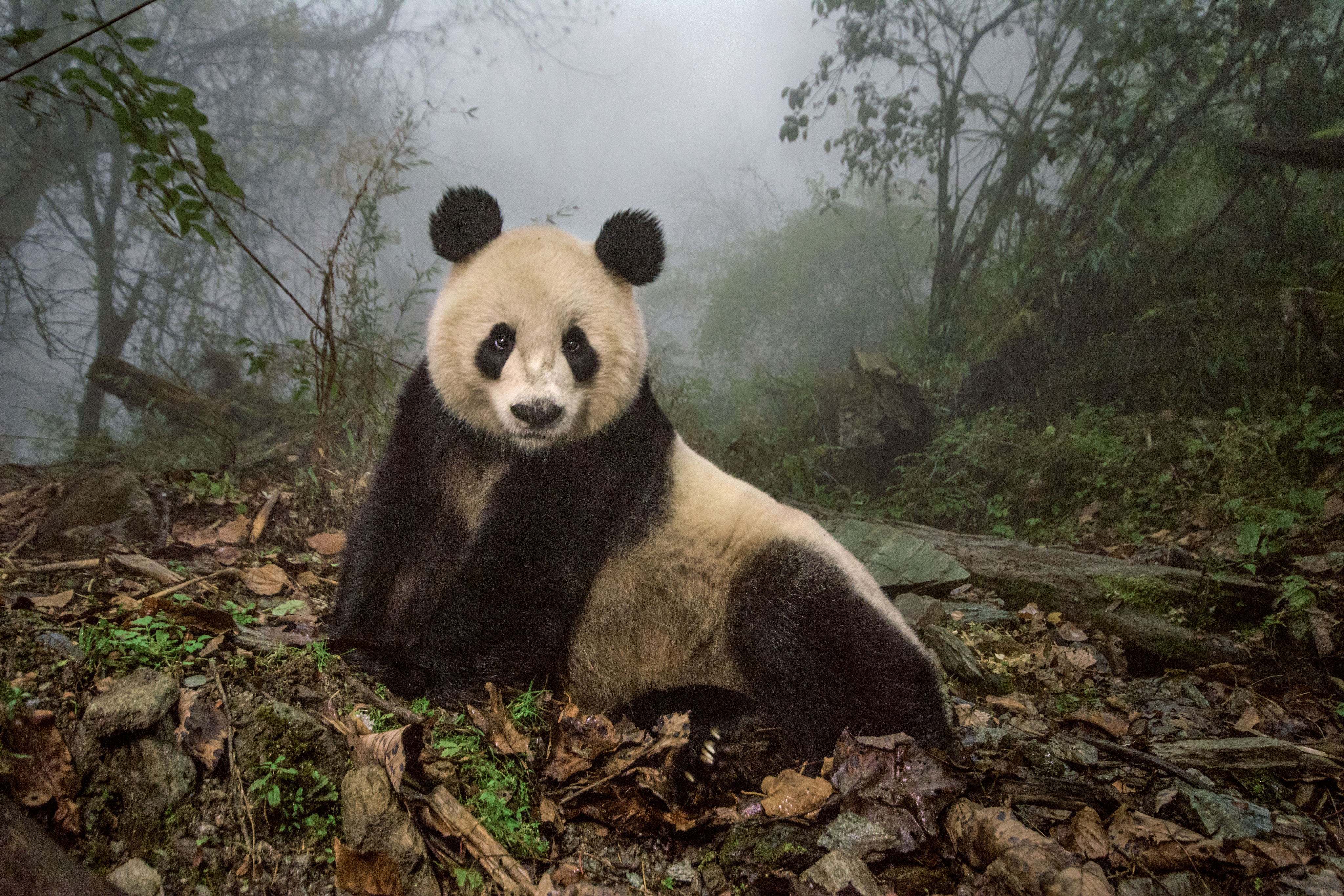 Pandas Get to Know Their Wild Side