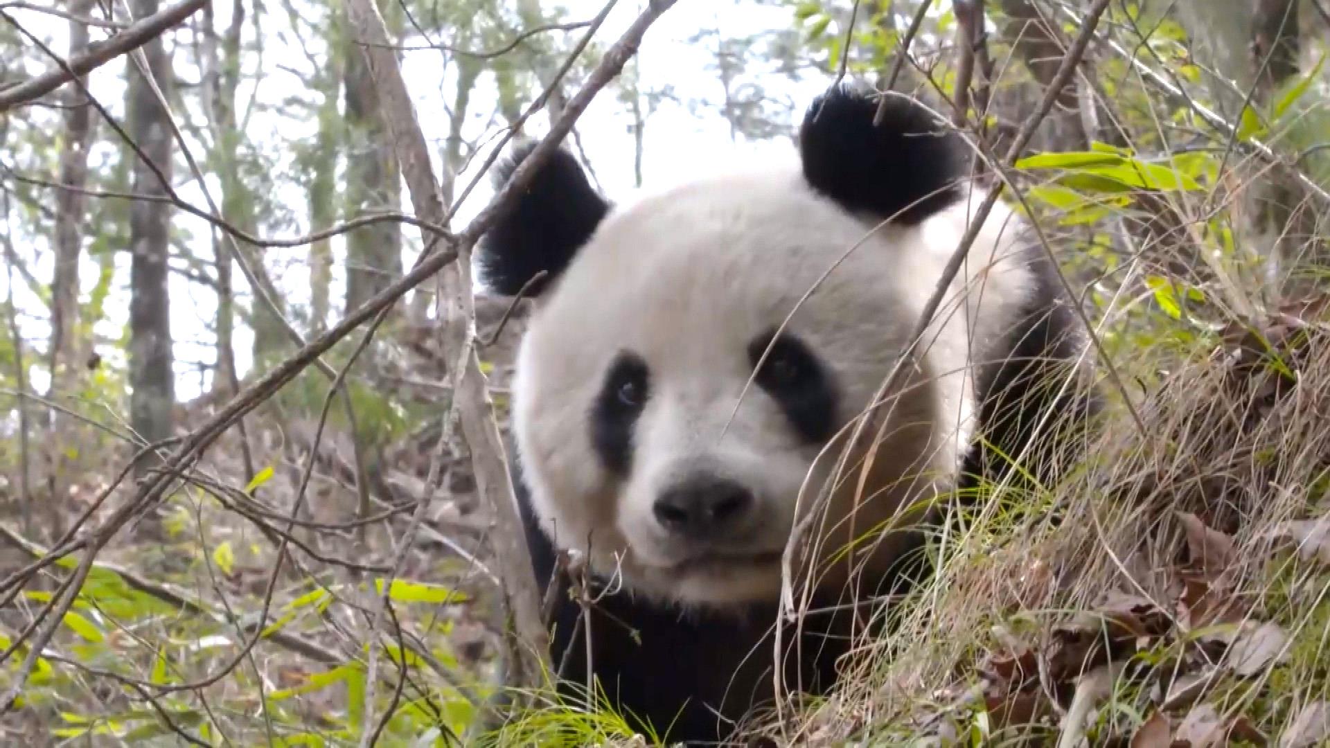 Rare video captures giant panda, cub in wild - AOL News