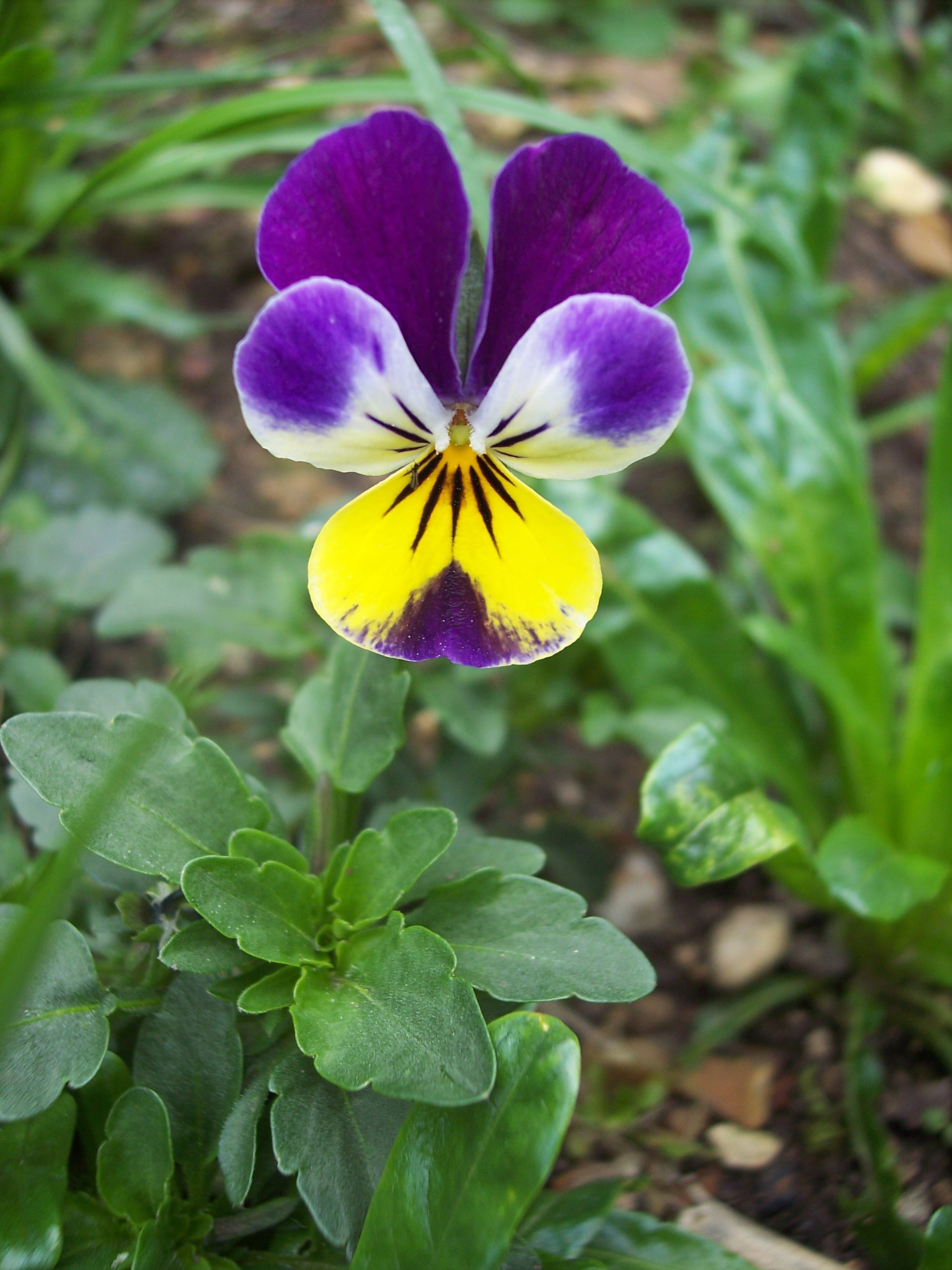Wild Pansy (Viola tricolor): NEN Gallery