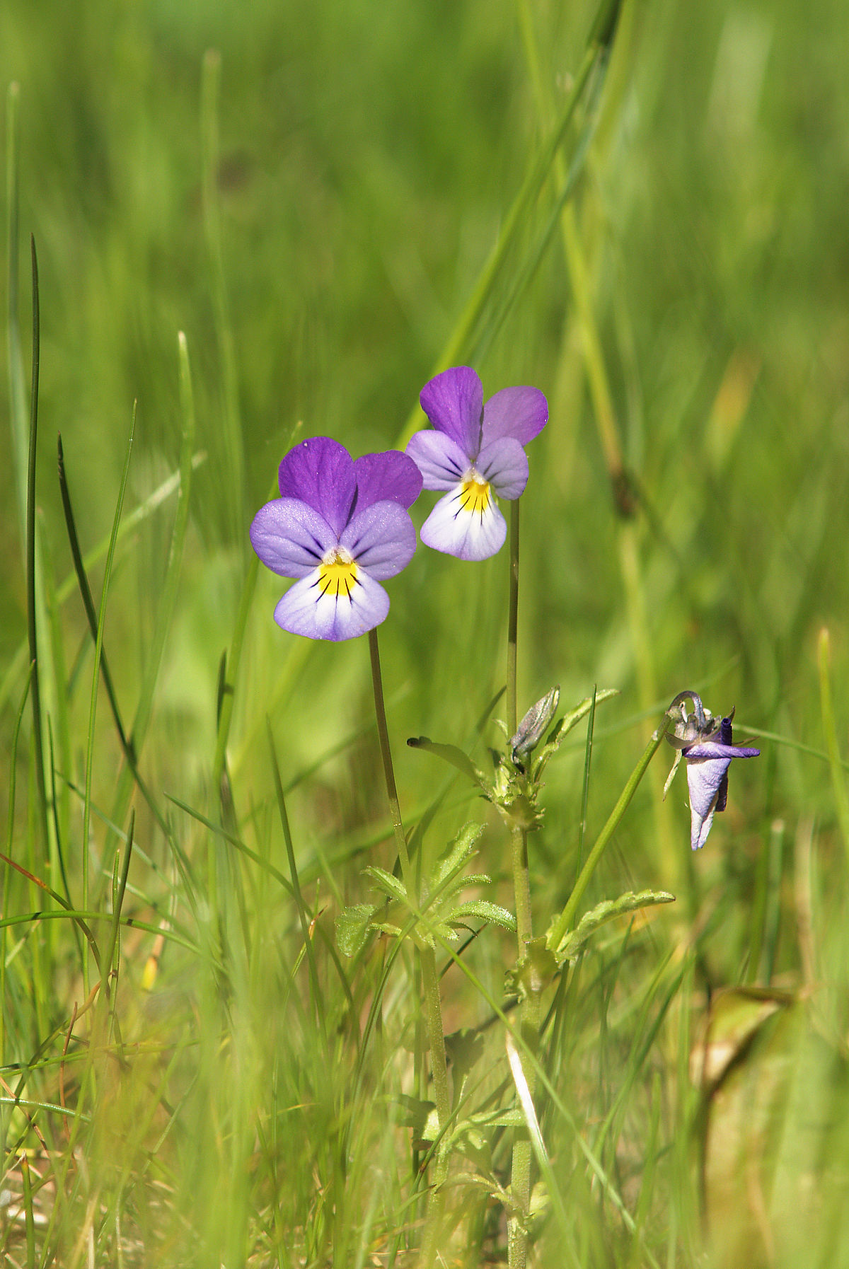 Viola tricolor - Wikipedia