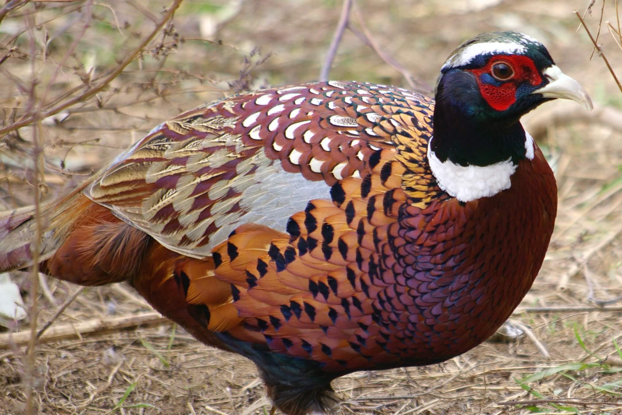 Decision time for fate of wild pheasants draws near ...