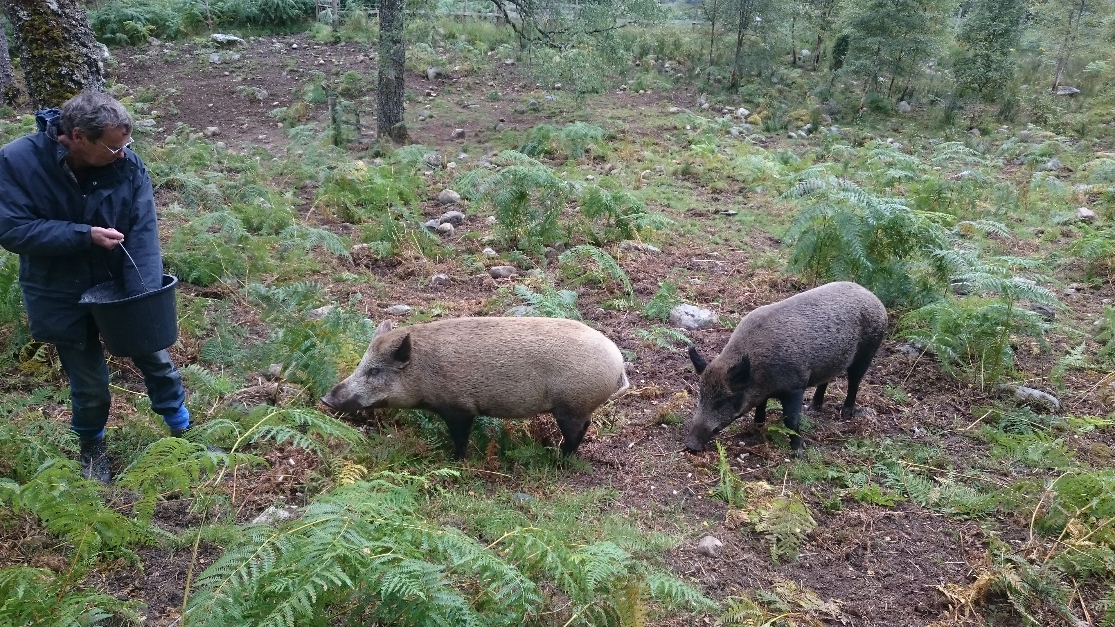 What makes a wild boar wild? | Living Organically