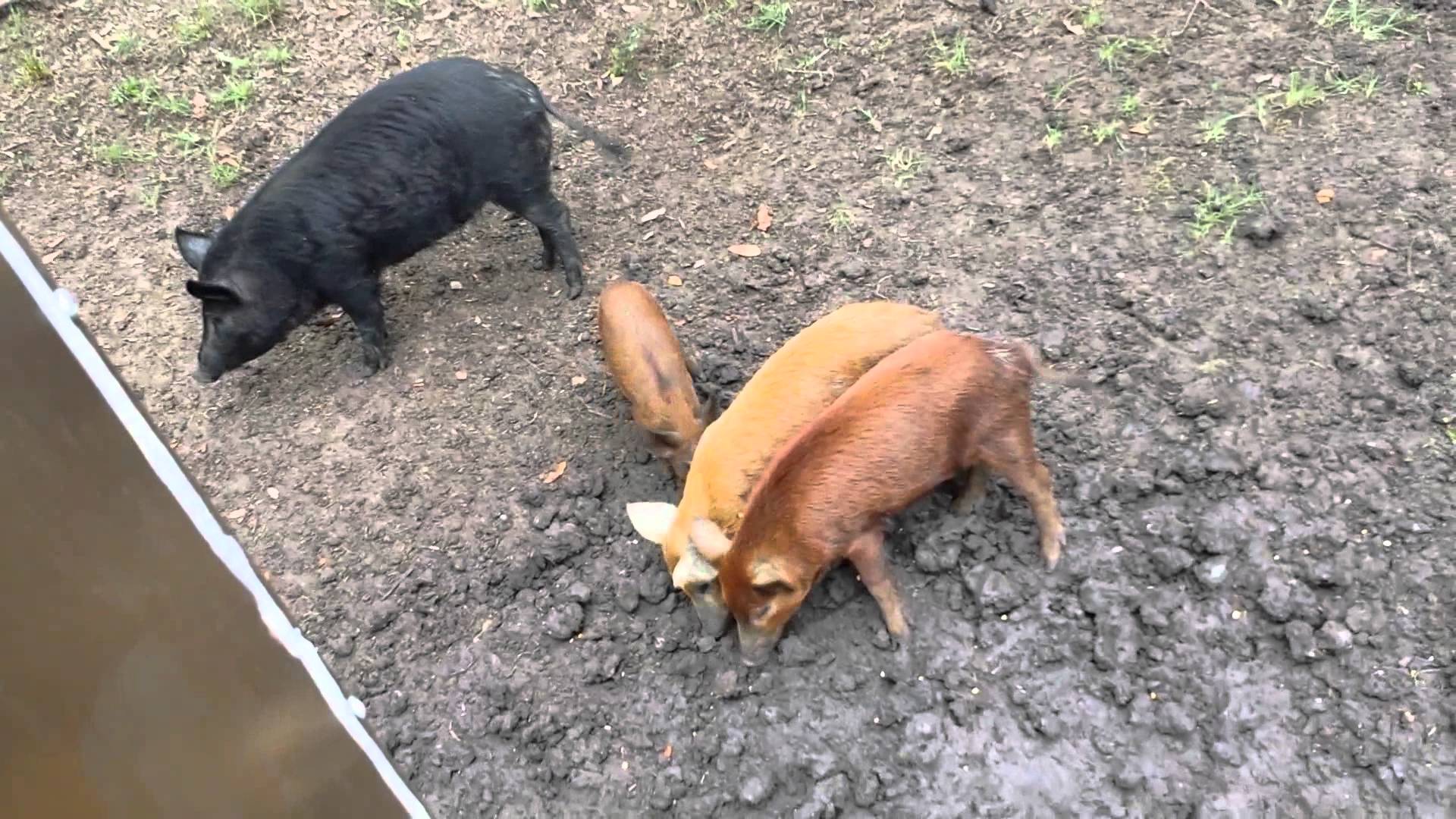 Feeding wild hogs in Sargeant, TX - YouTube