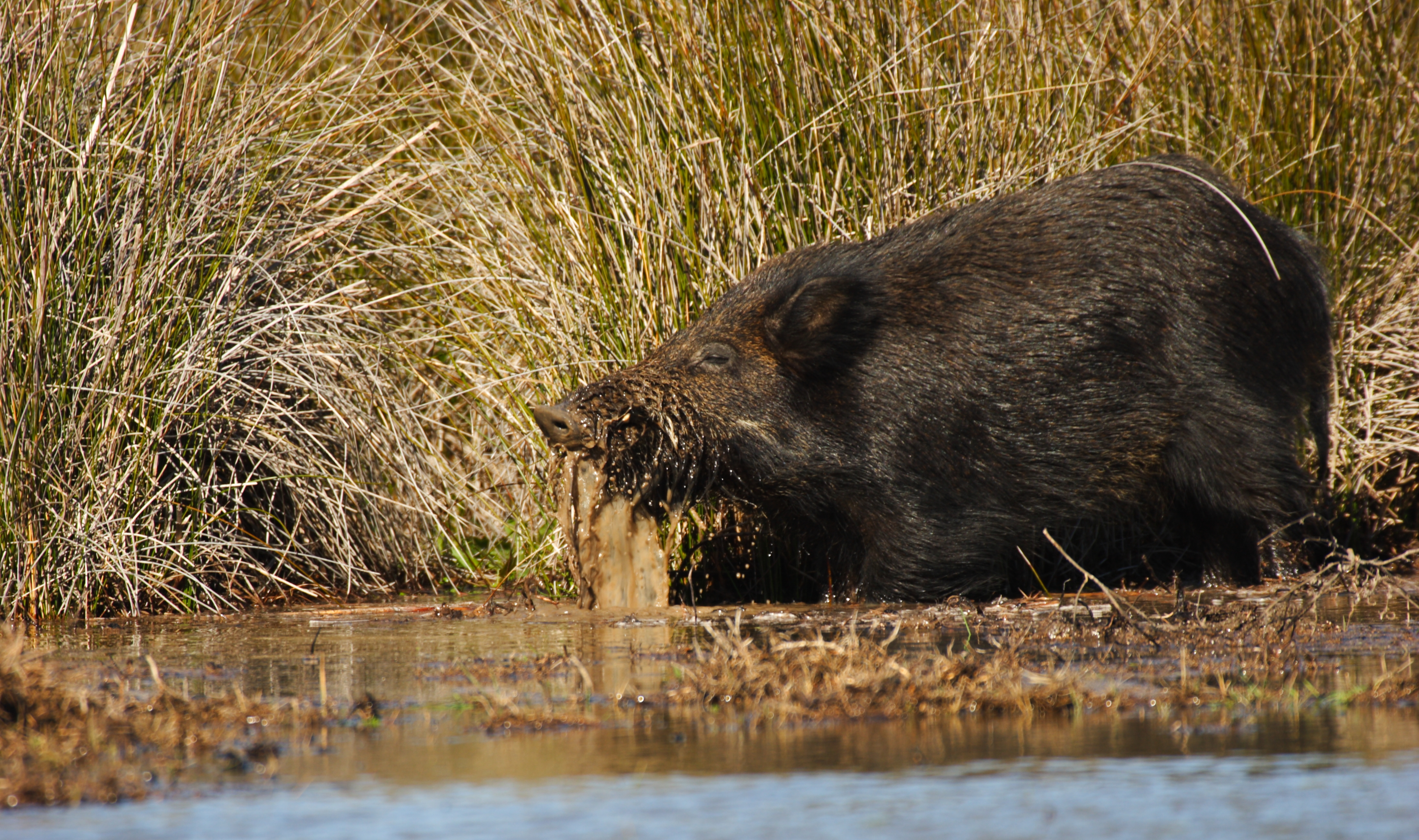 Why you need to pay more attention to wild pigs and peccaries ...