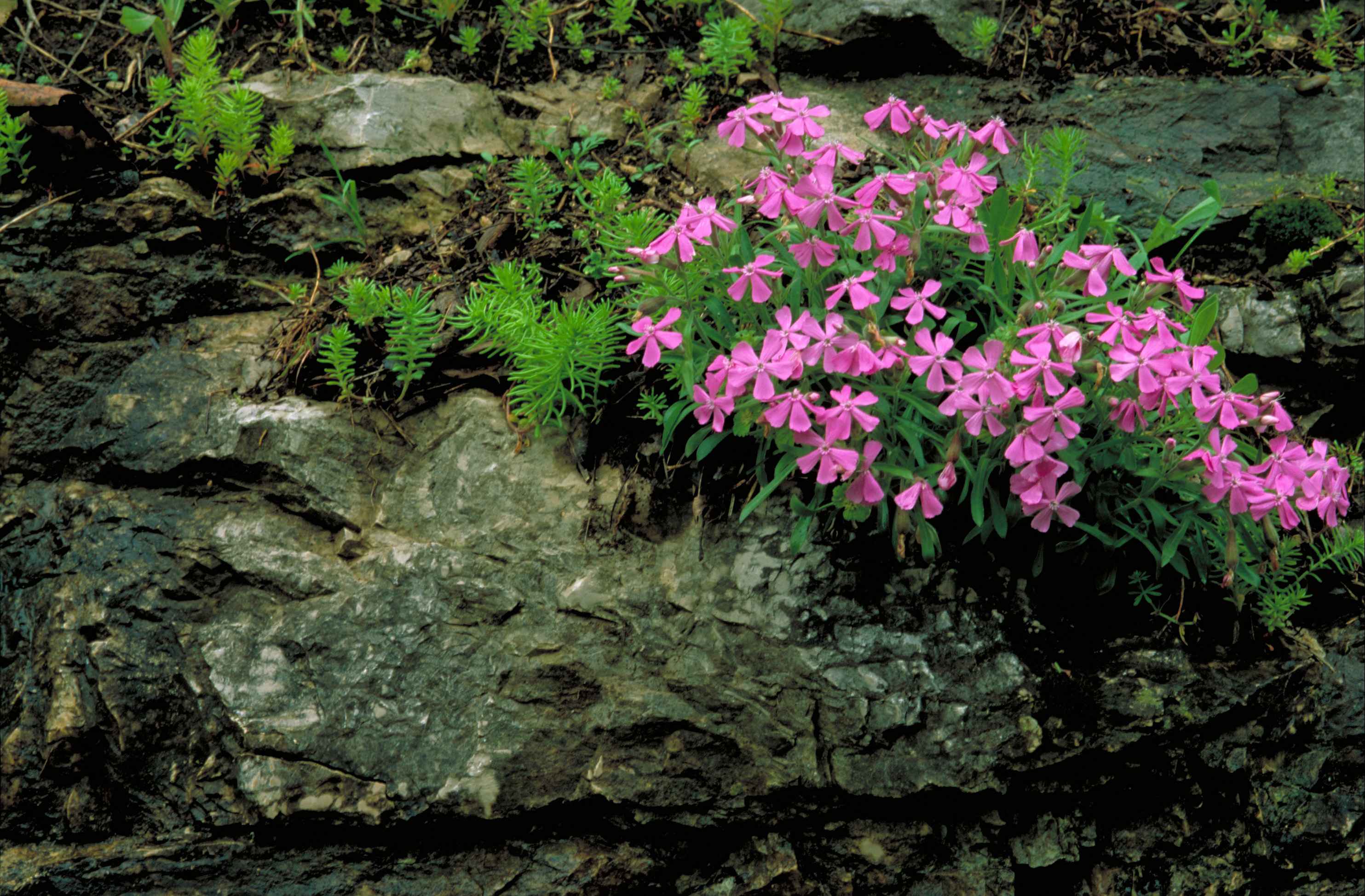 File:Carolina wild pink flower blossoms in rocks and moss.jpg ...
