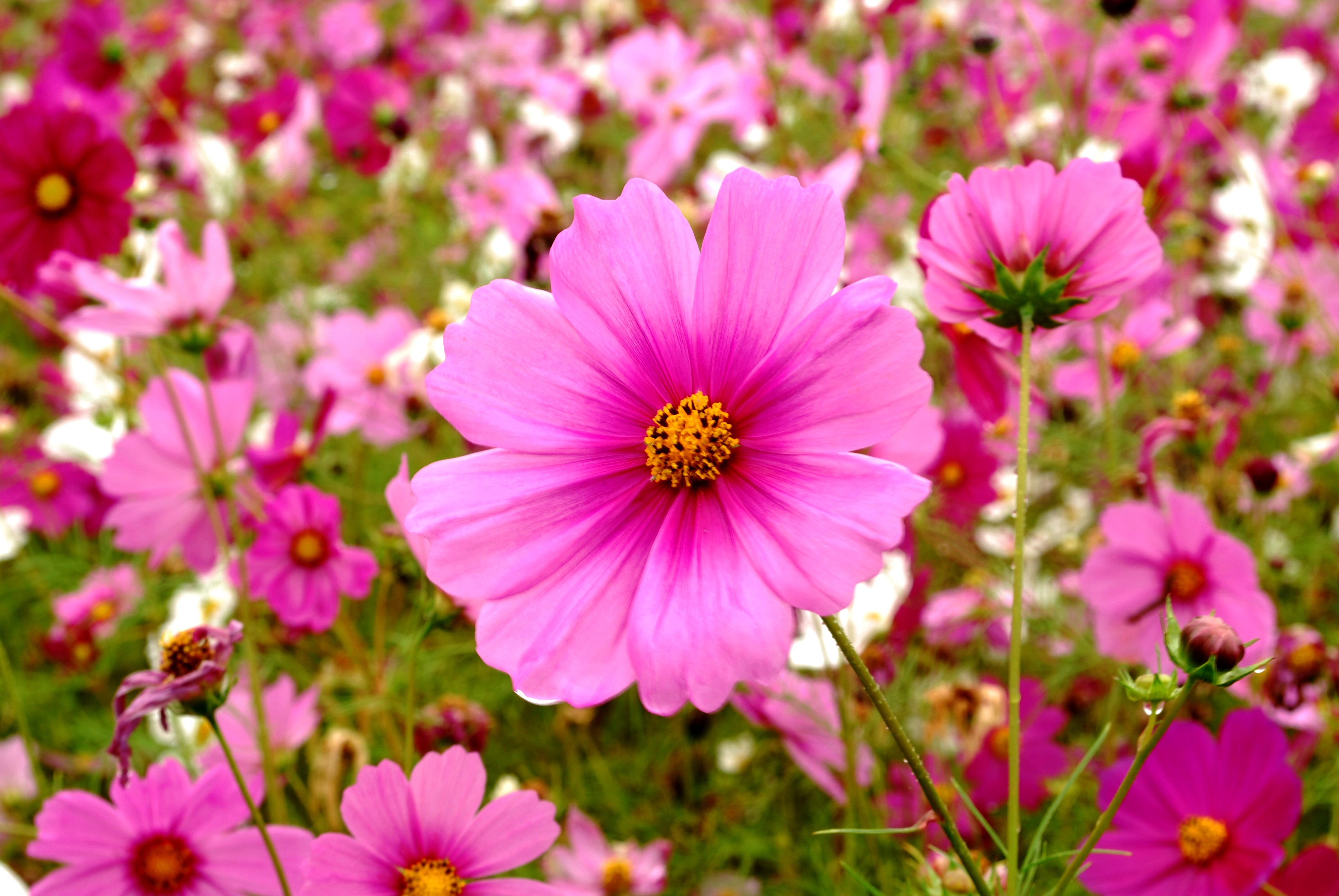 Flowers: Spring Flowers Pink Wild Flowes Flower Desktop Pictures for ...