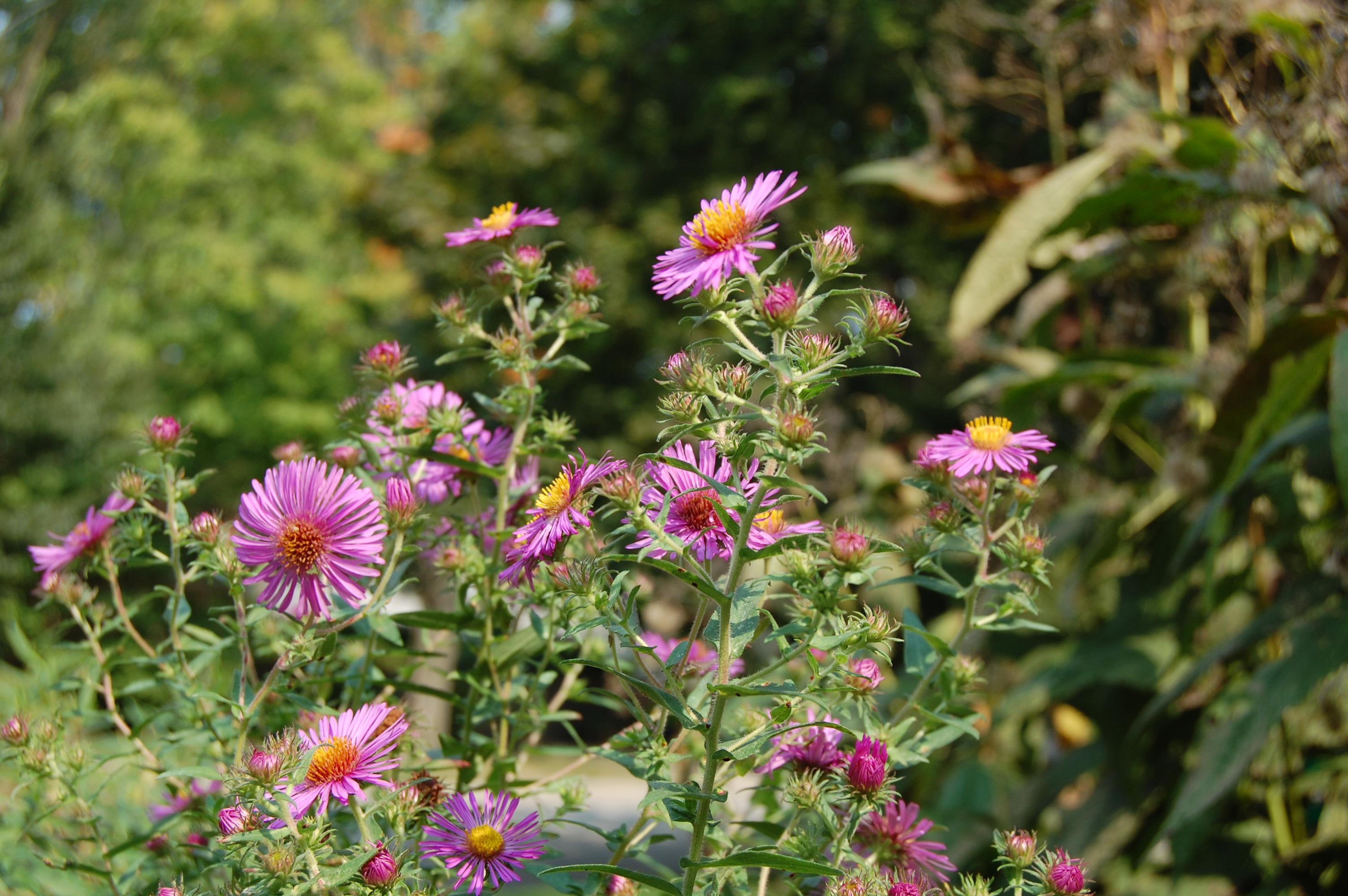 An Astonishing Variety of (Mostly) Wild Asters – gardeninacity