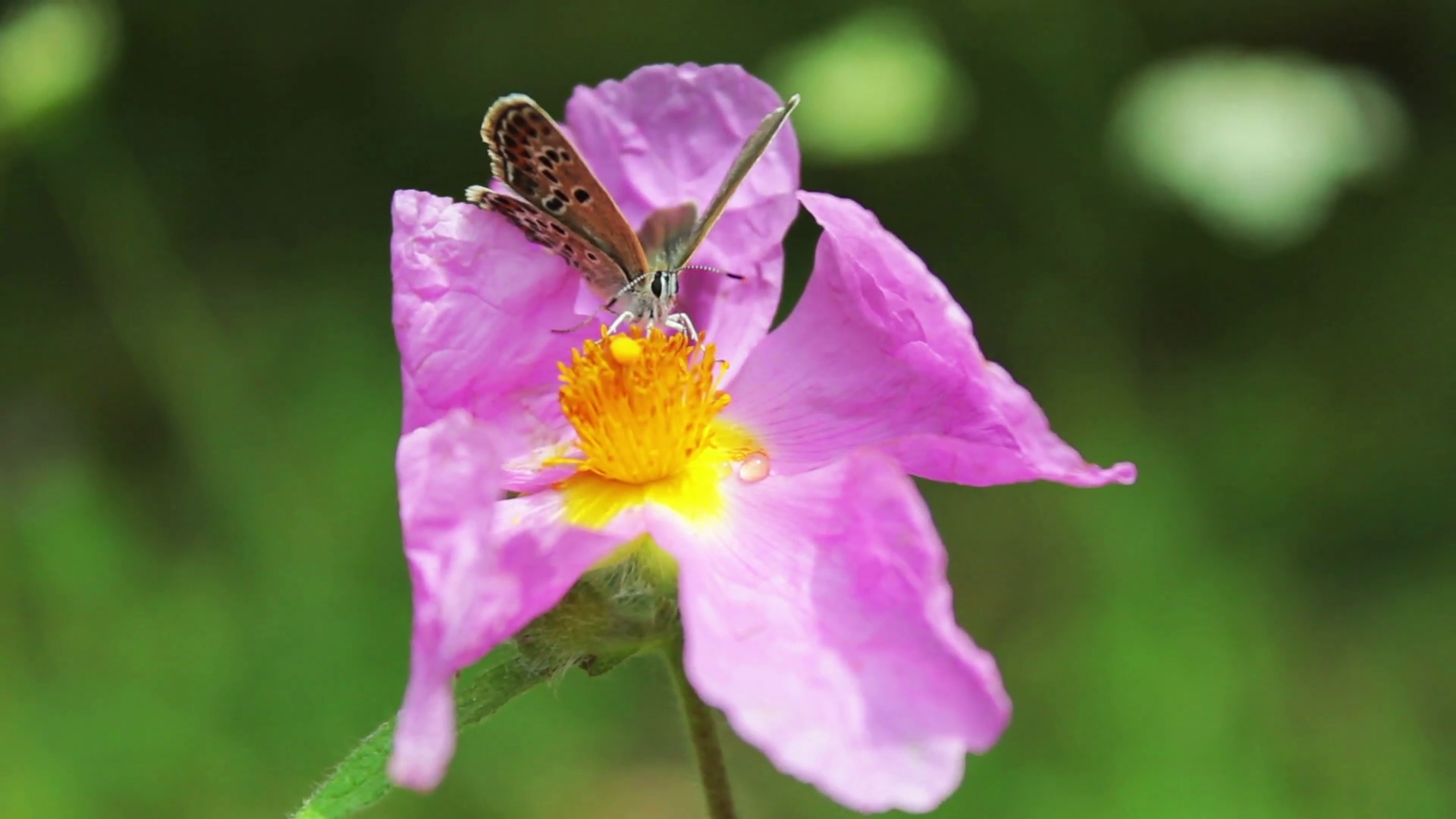 Wild pink flowers blowing in deep forest floor, Butterfly on the ...
