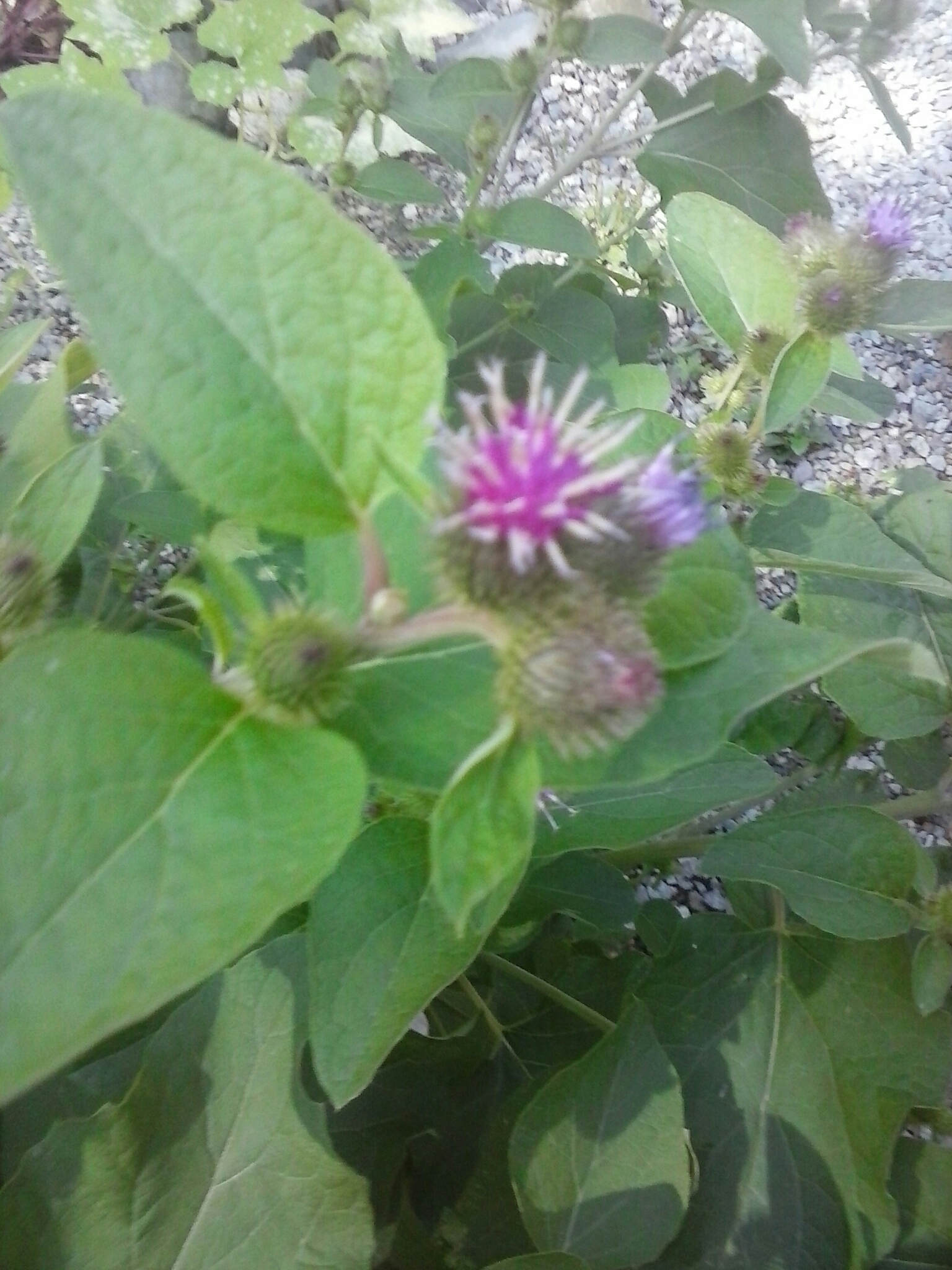 don't confuse burdock with rhubarb or foxglove | wildlettucegal's Blog