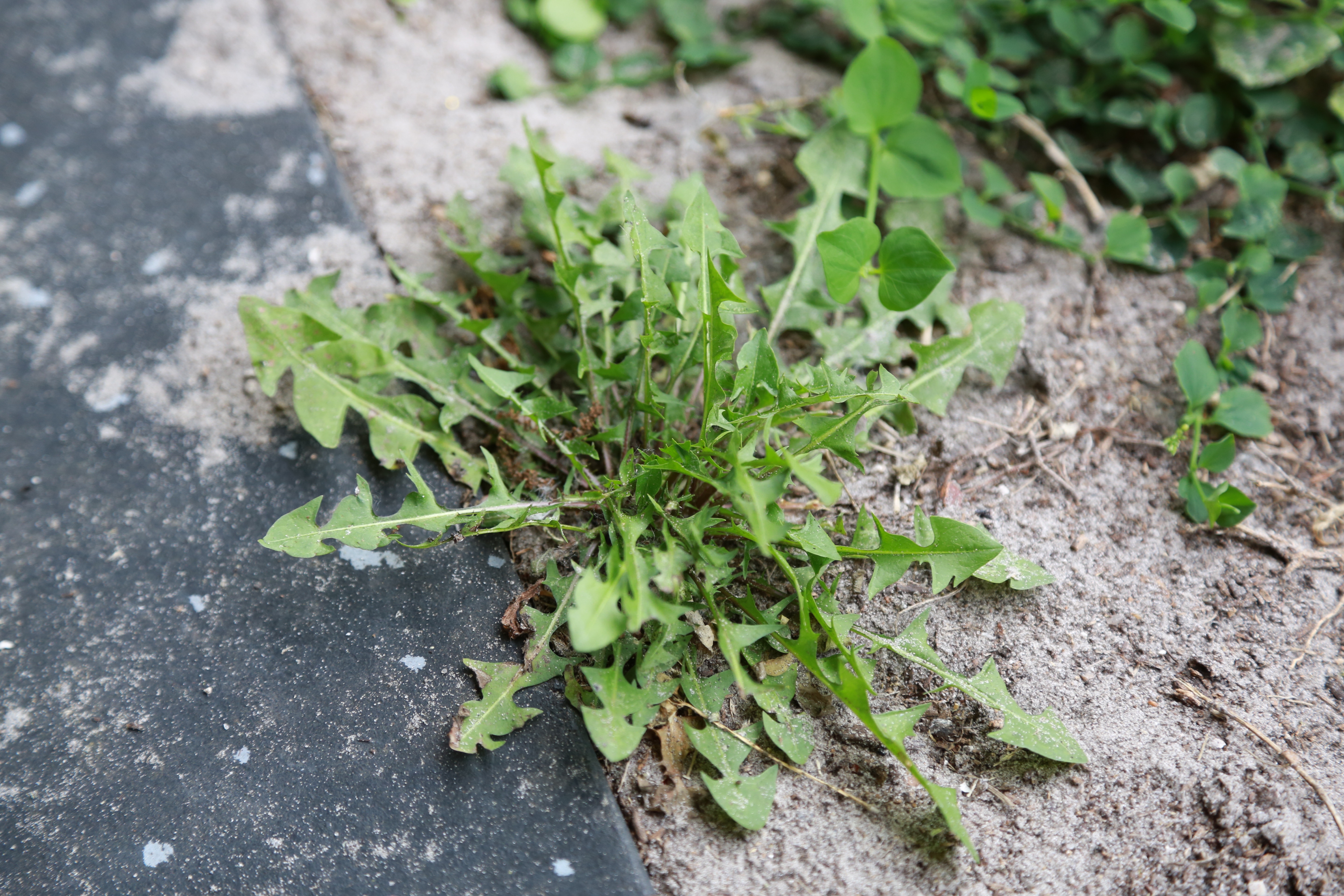 Wild Plant Identification: Foraging for Edible Weeds - Countryside ...